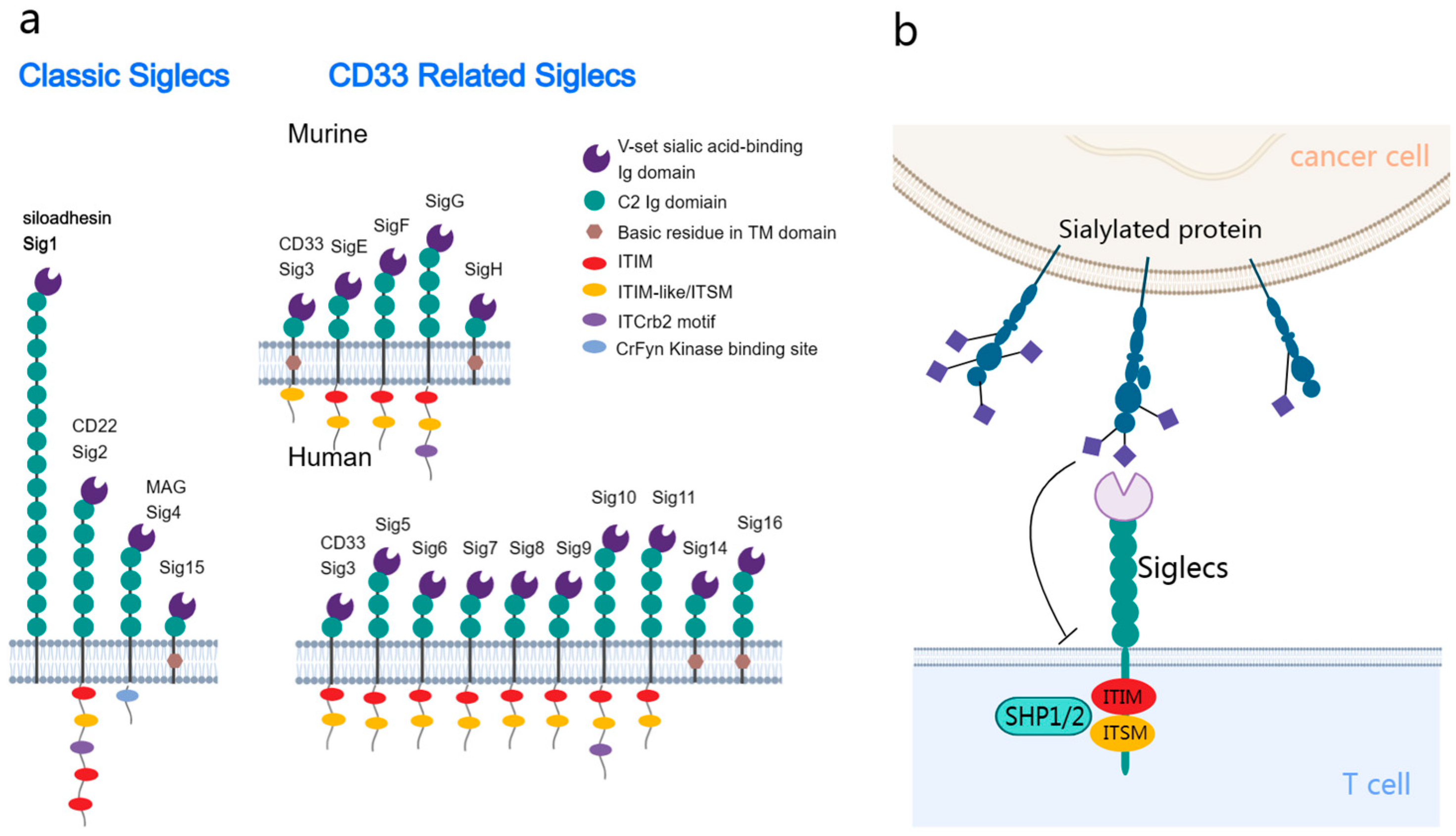 Cancers 16 00289 g001