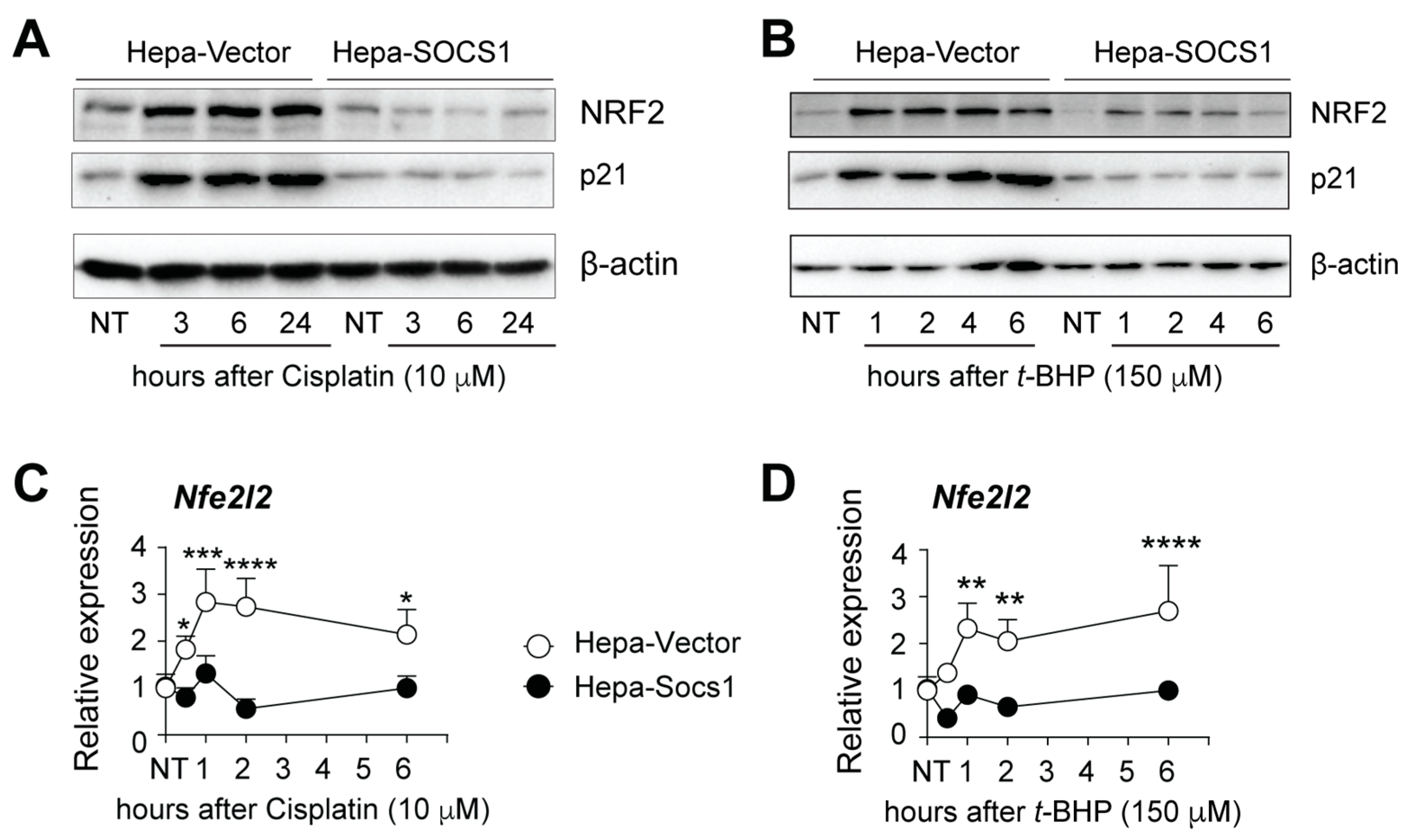 Cancers 16 00292 g001 Cancers 16 00292 g001