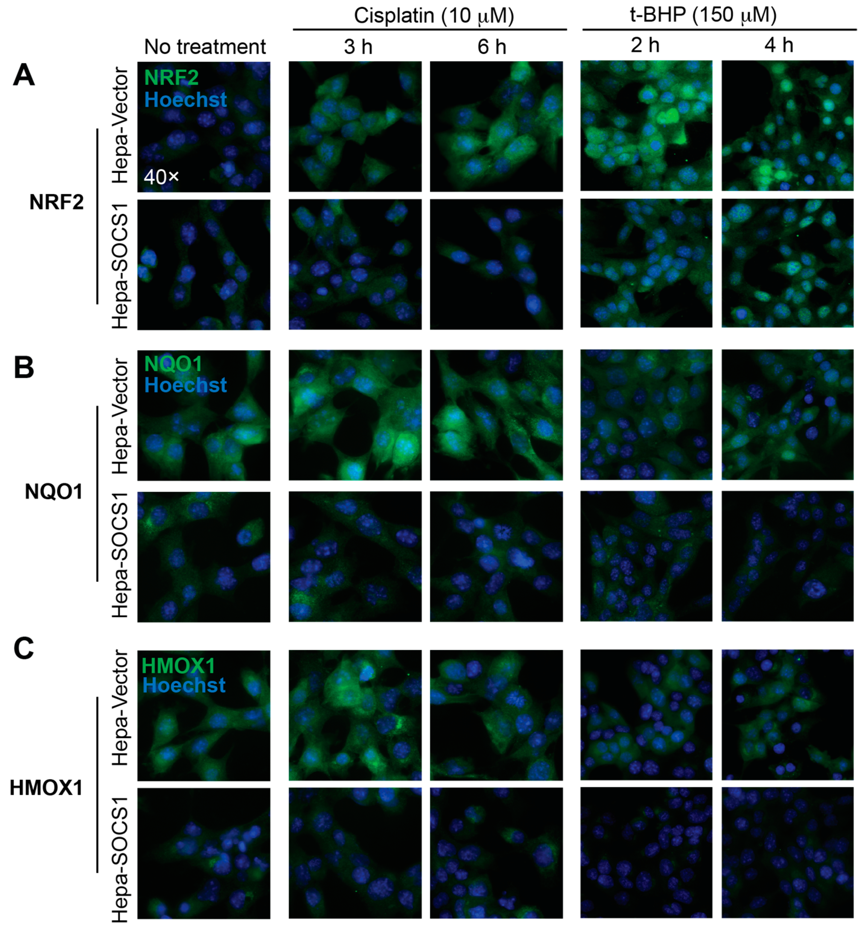Cancers 16 00292 g003 Cancers 16 00292 g003