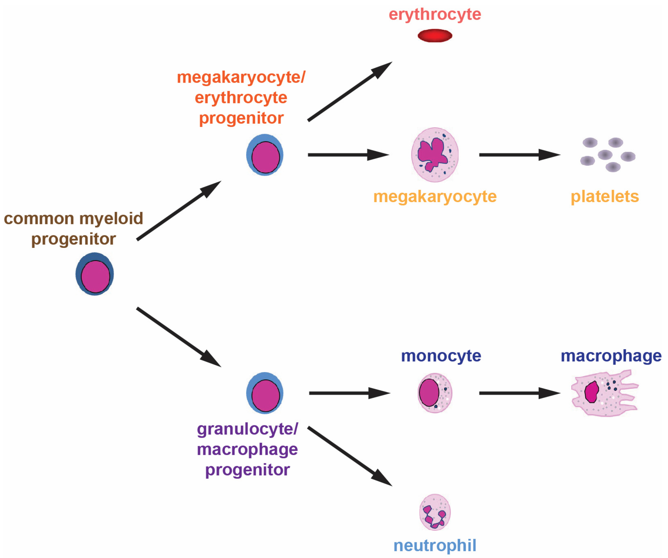 Cancers 16 00313 g001