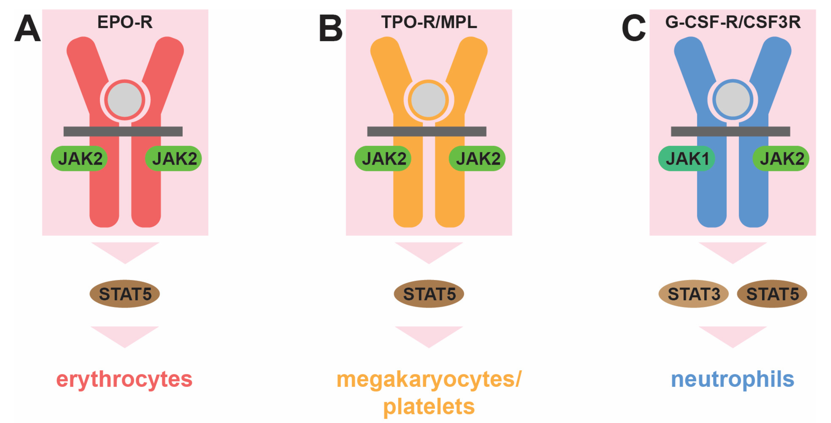 Cancers 16 00313 g002
