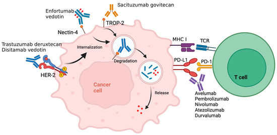 Cancers 16 00335 g001