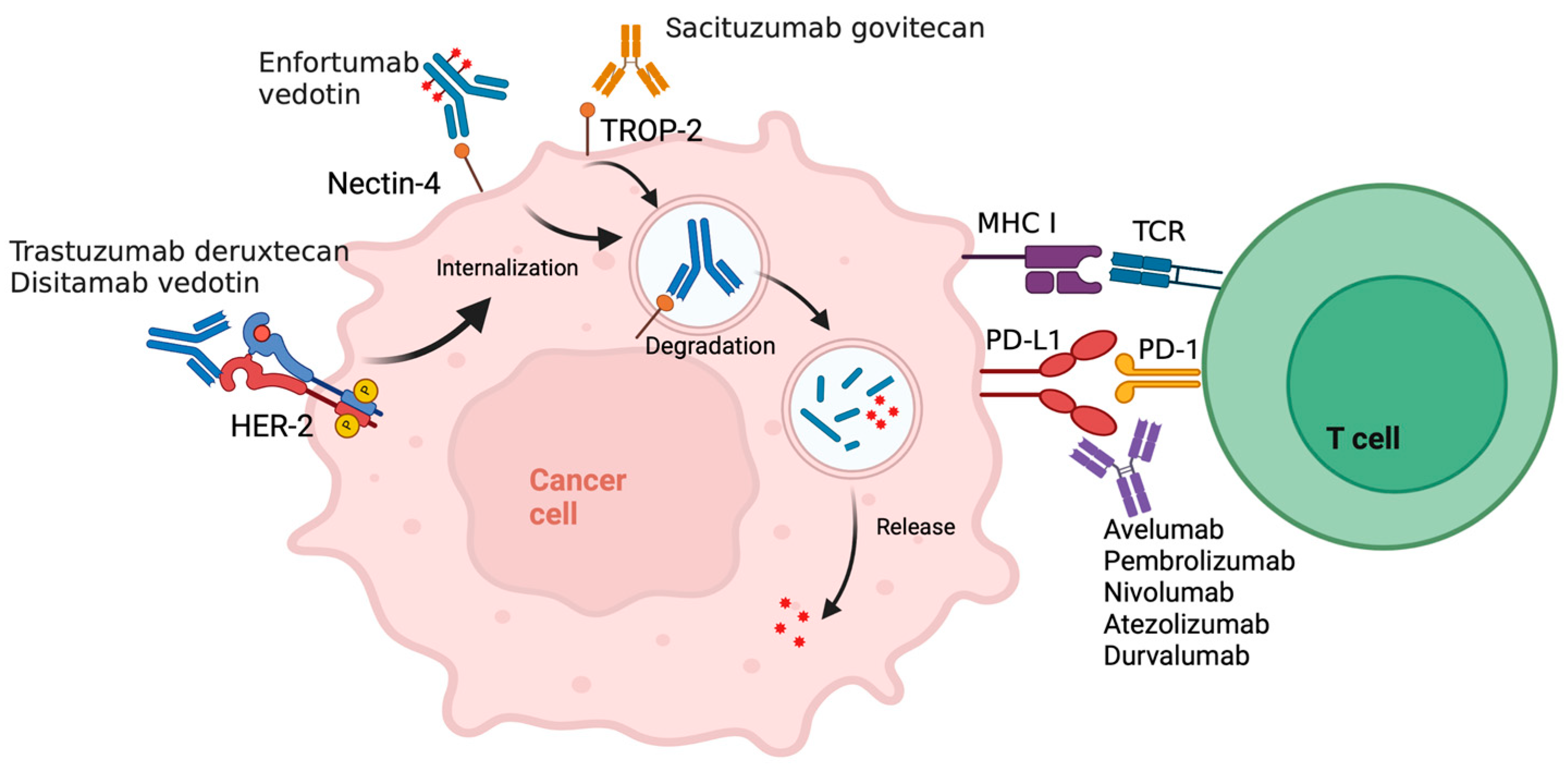 Cancers 16 00335 g001