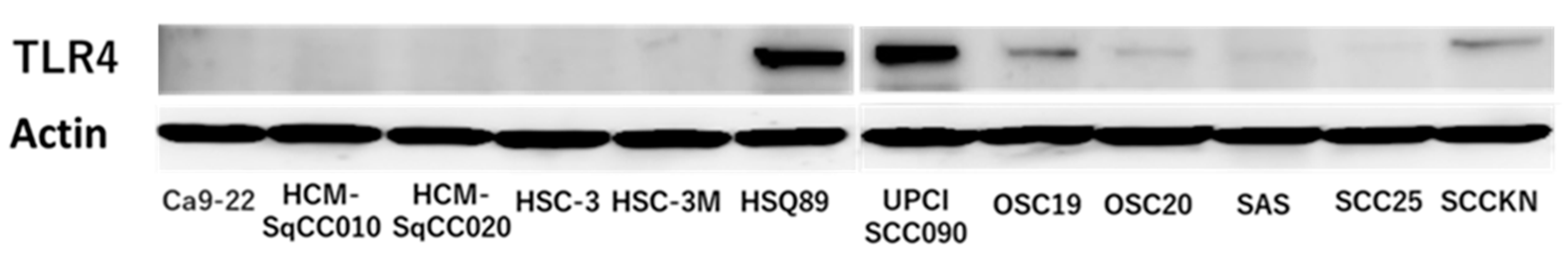 Cancers 16 00343 g002