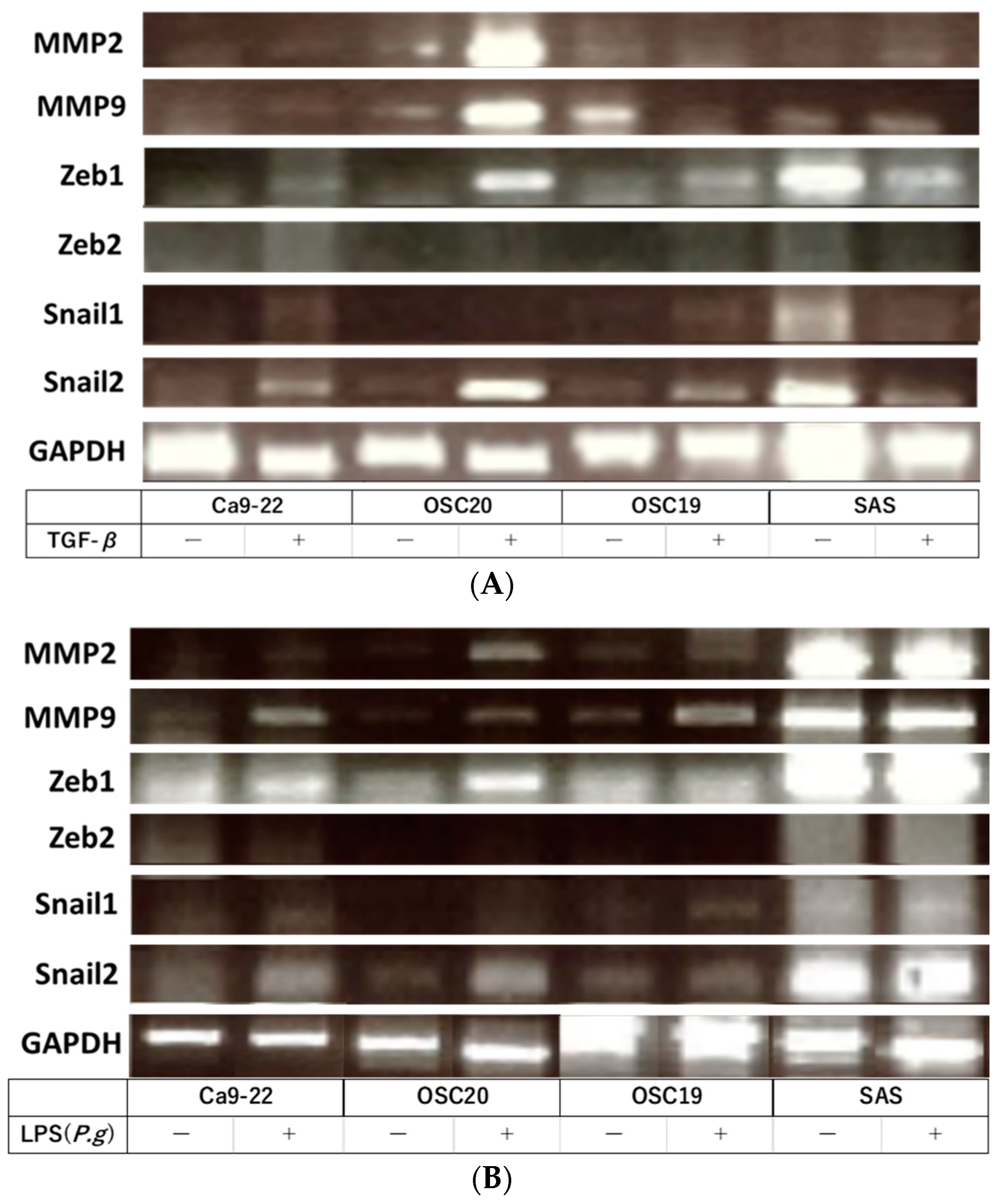 Cancers 16 00343 g004