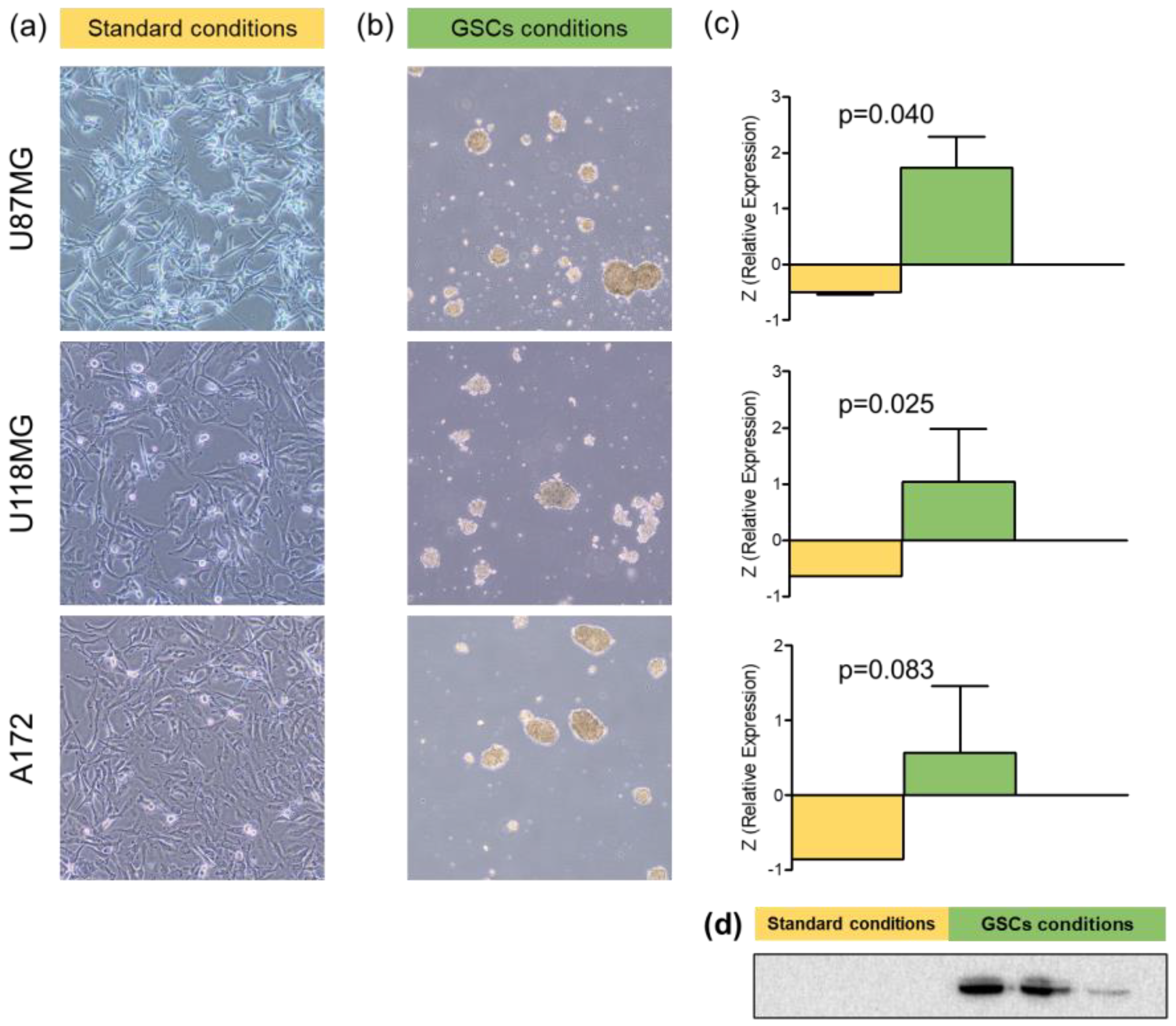 Cancers 16 00356 g003 Cancers 16 00356 g003