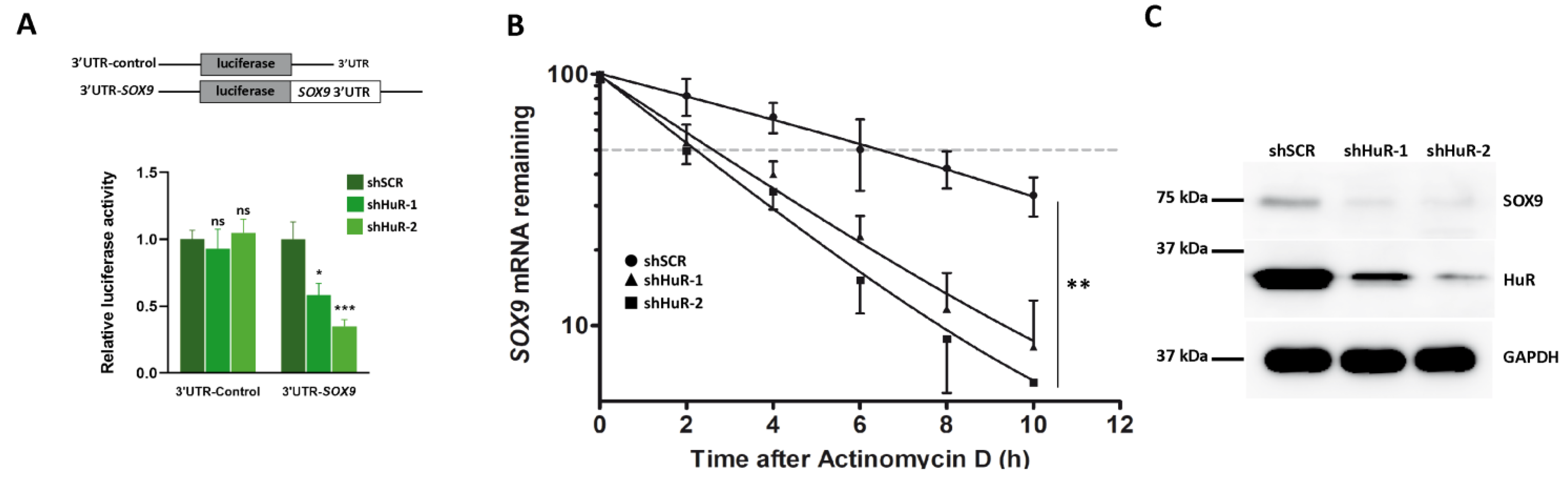 Cancers 16 00384 g004