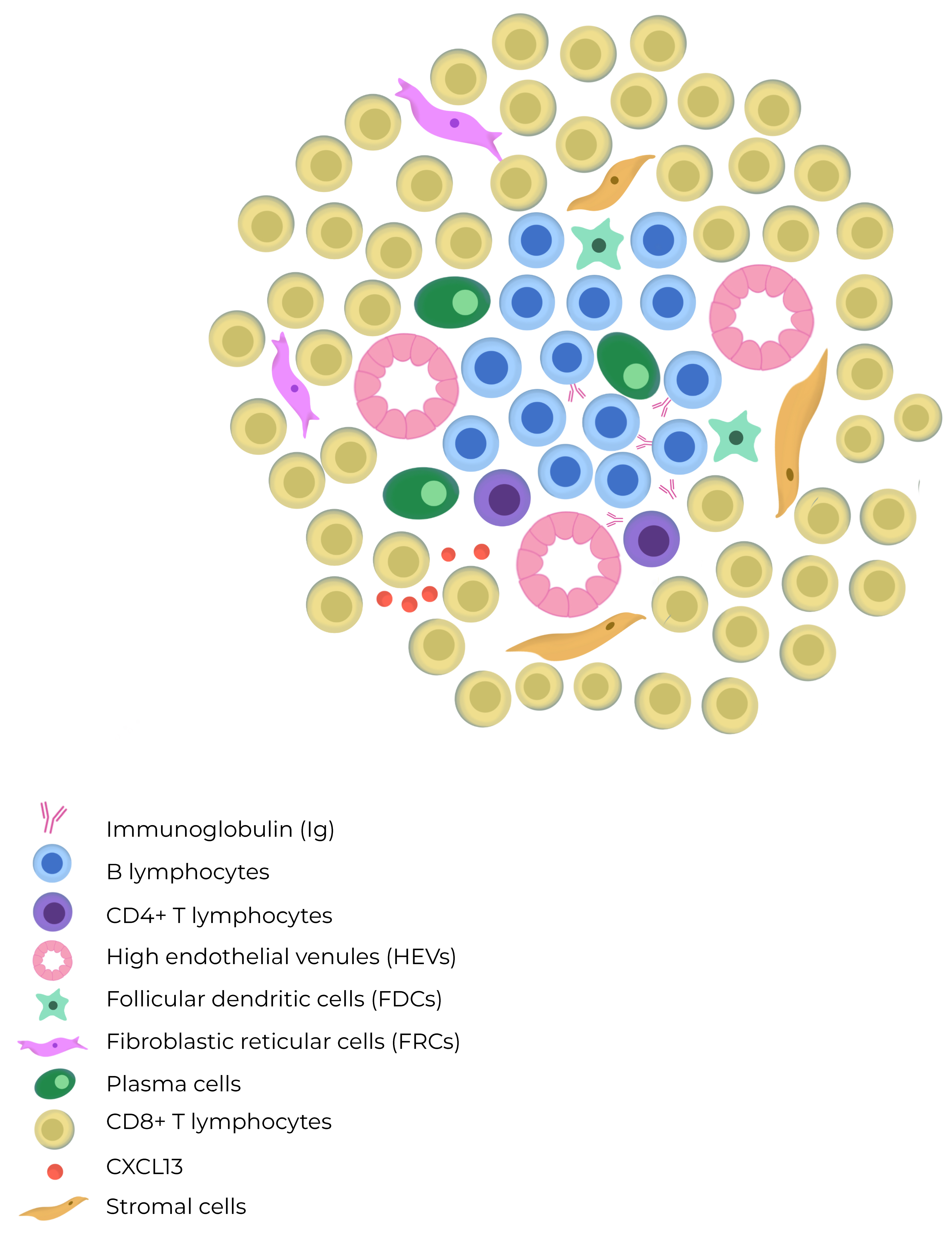 Cancers 16 00396 g001