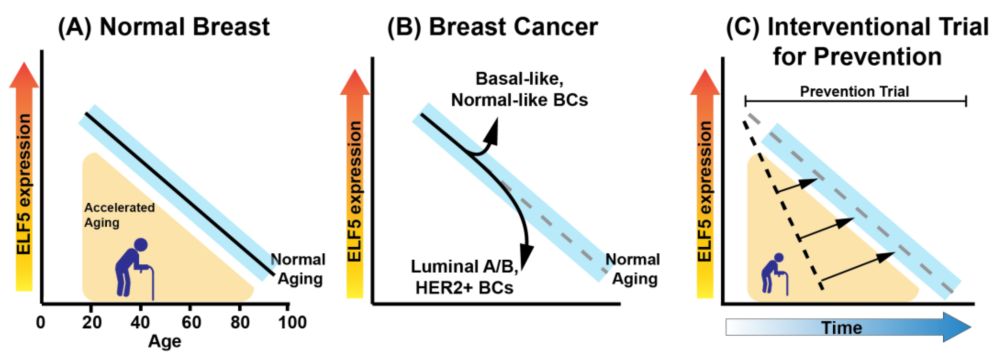 Cancers 16 00431 g001