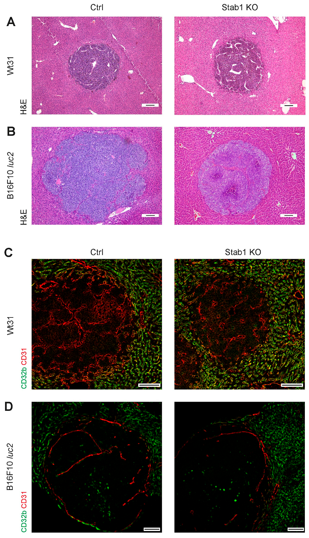 Cancers 16 00441 g003