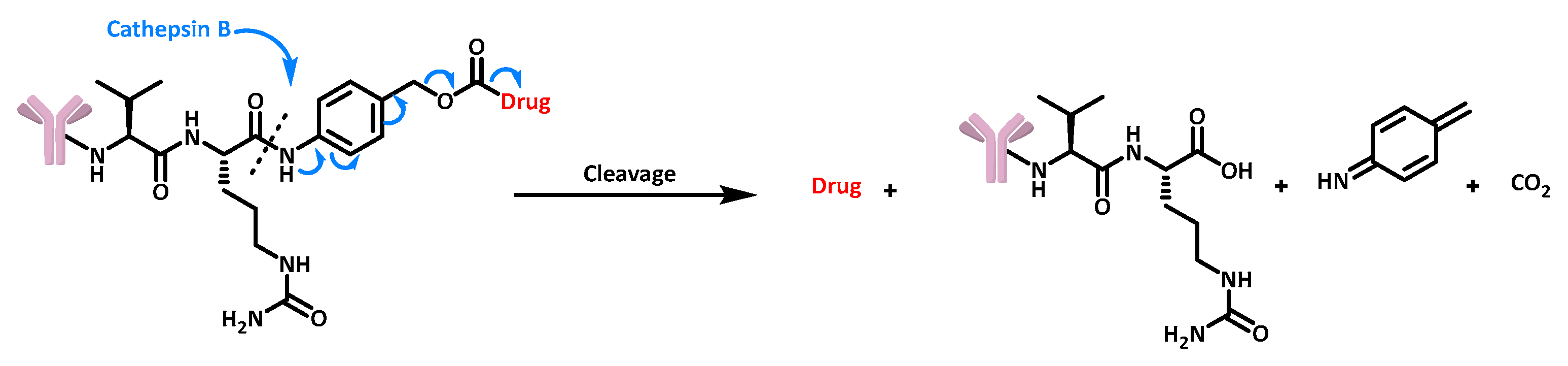 Cancers 16 00461 g011