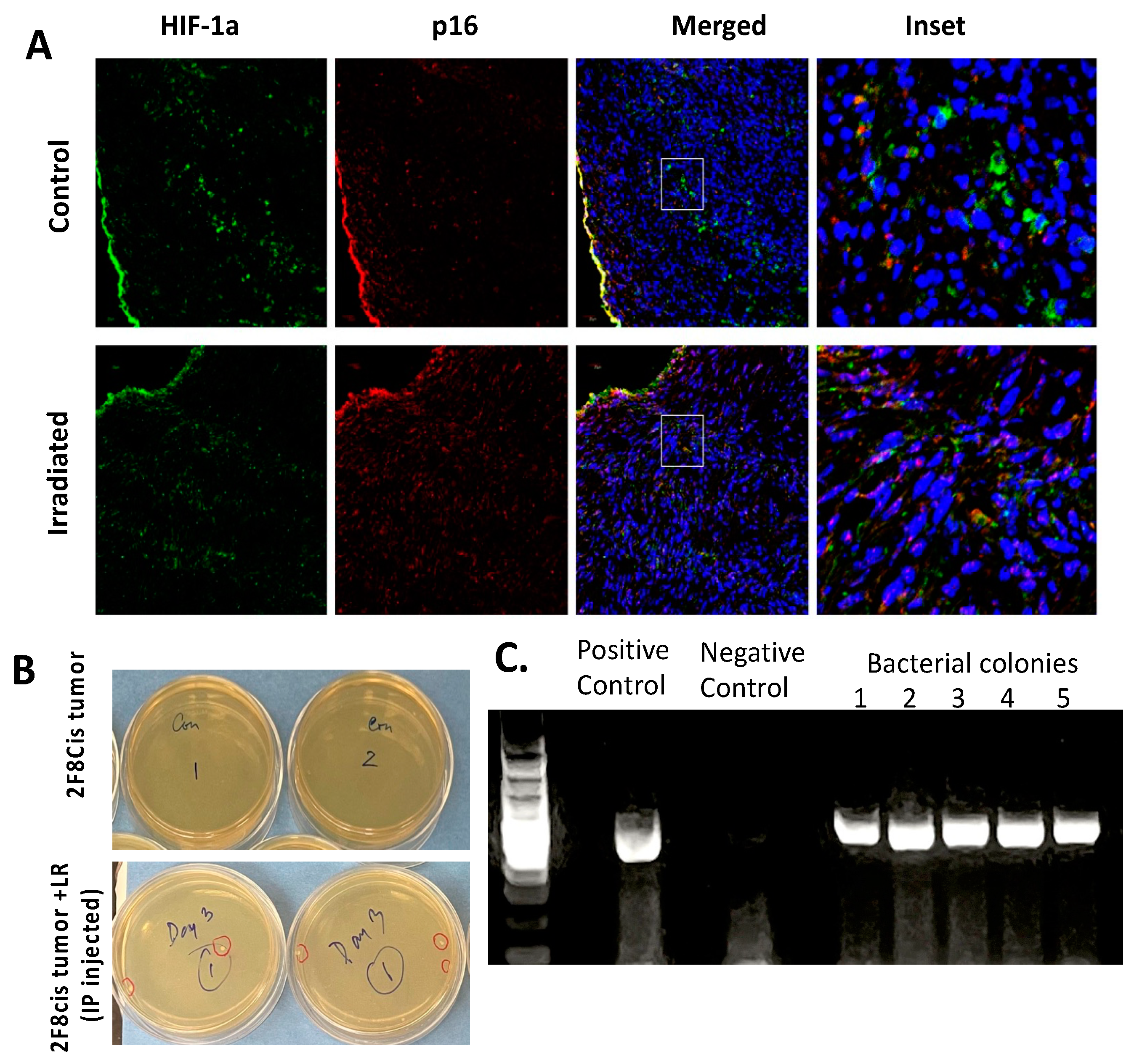 Cancers 16 00474 g007