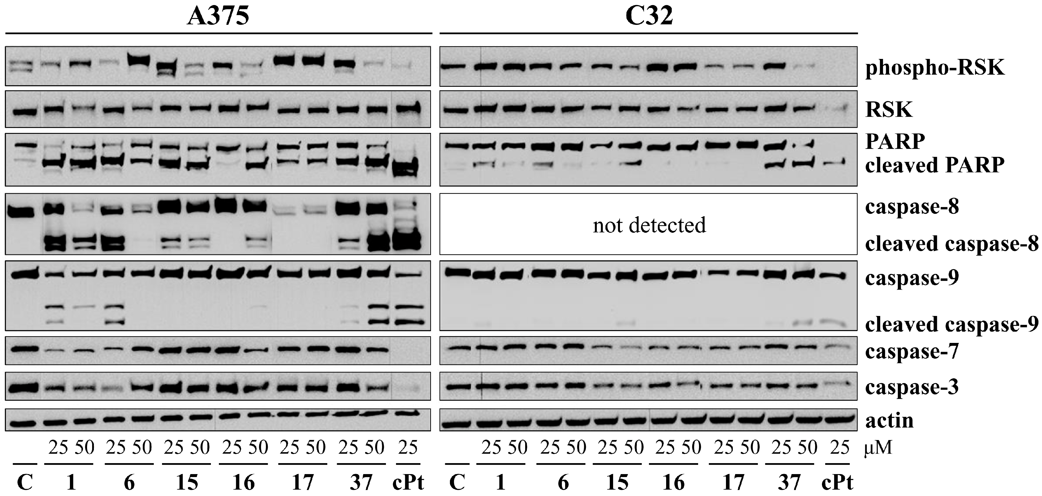 Cancers 16 00487 g003