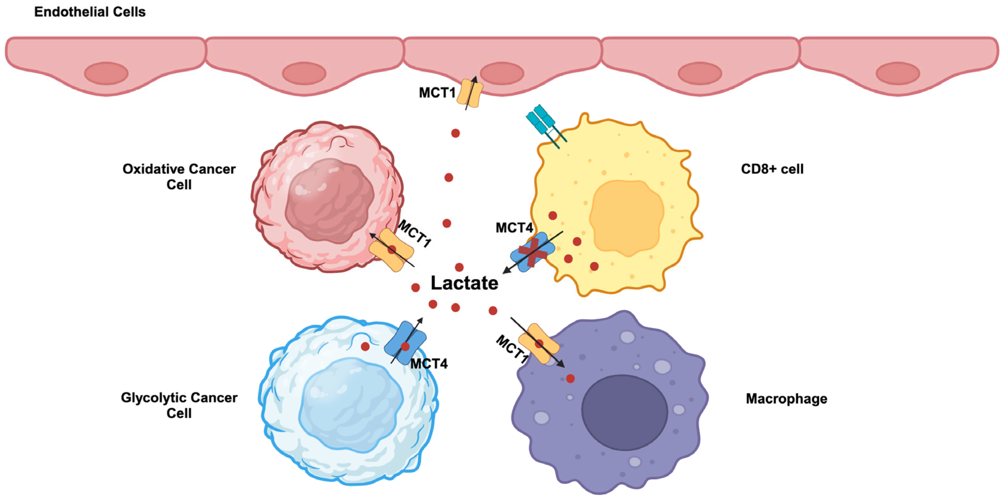 Cancers 16 00504 g002