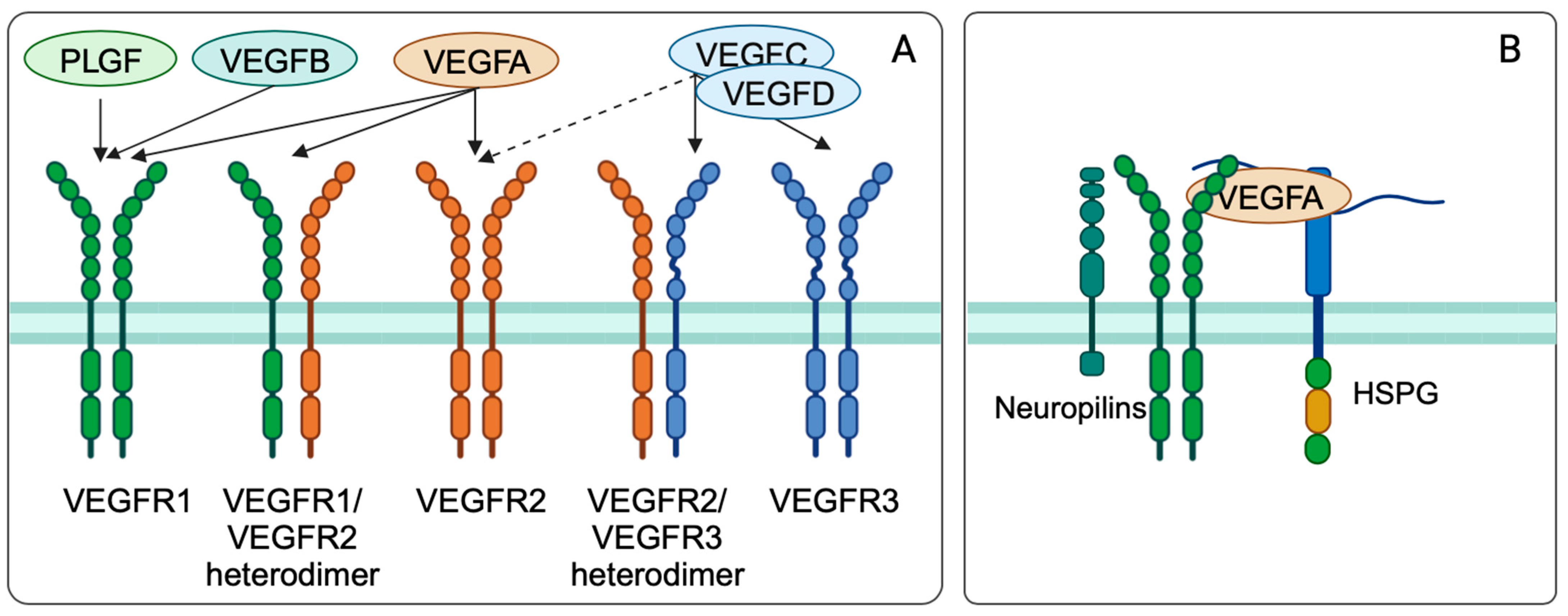 Cancers 16 00505 g008 Cancers 16 00505 g008