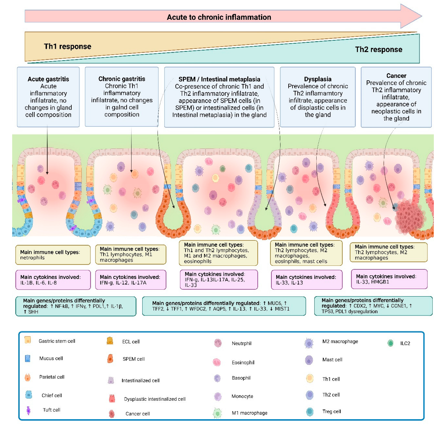 Cancers 16 00522 g001