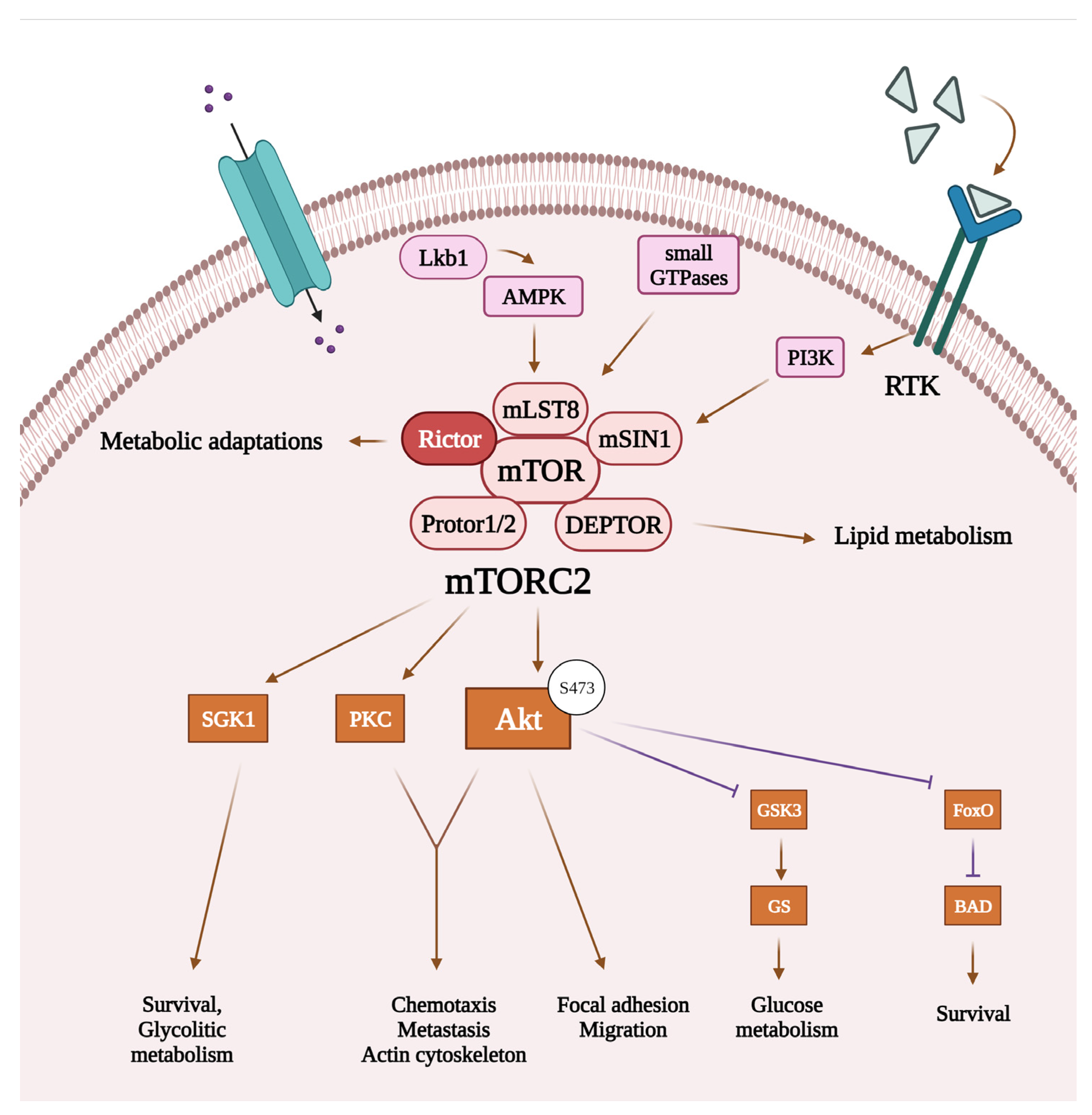 Cancers 16 00543 g002 Cancers 16 00543 g002