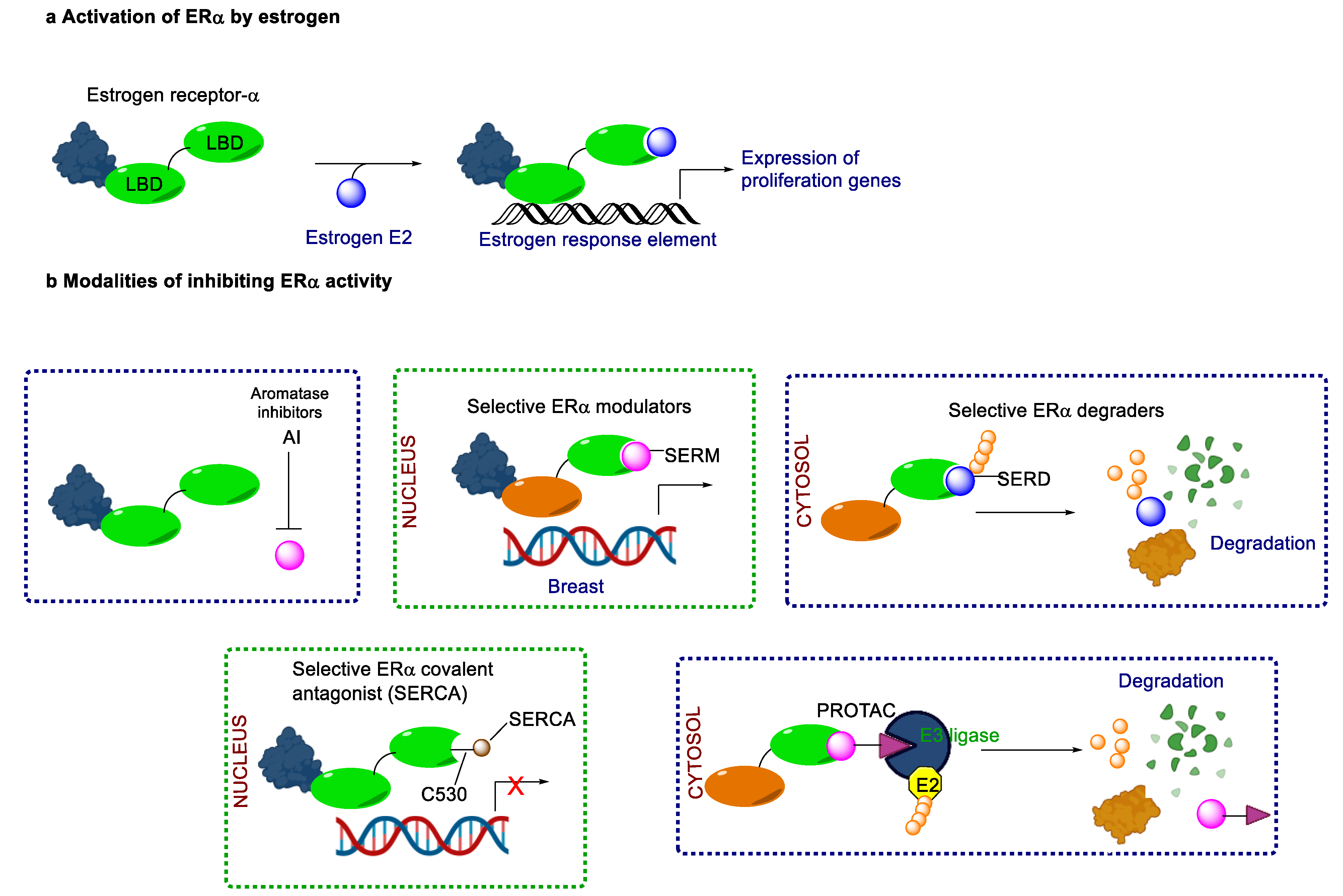 Cancers 16 00552 g002