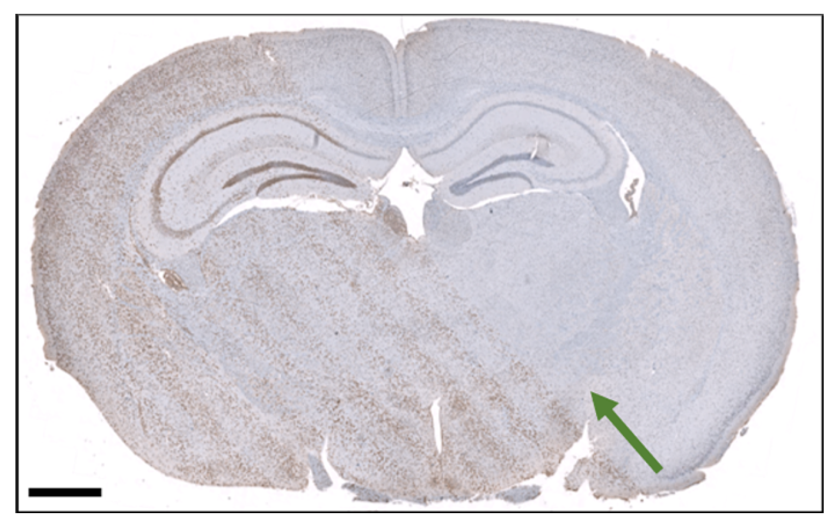 Cancers 16 00581 g008