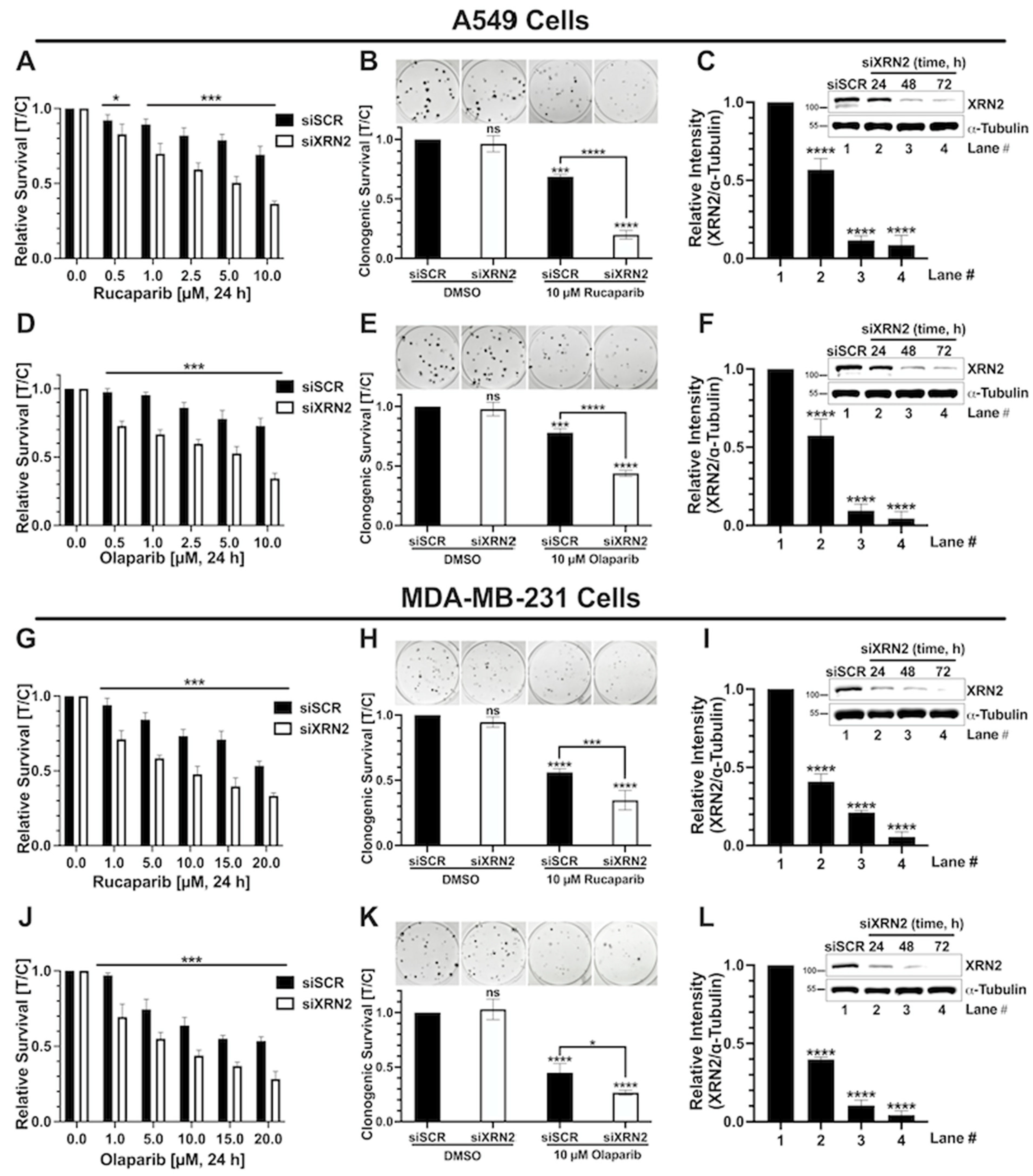Cancers 16 00595 g001