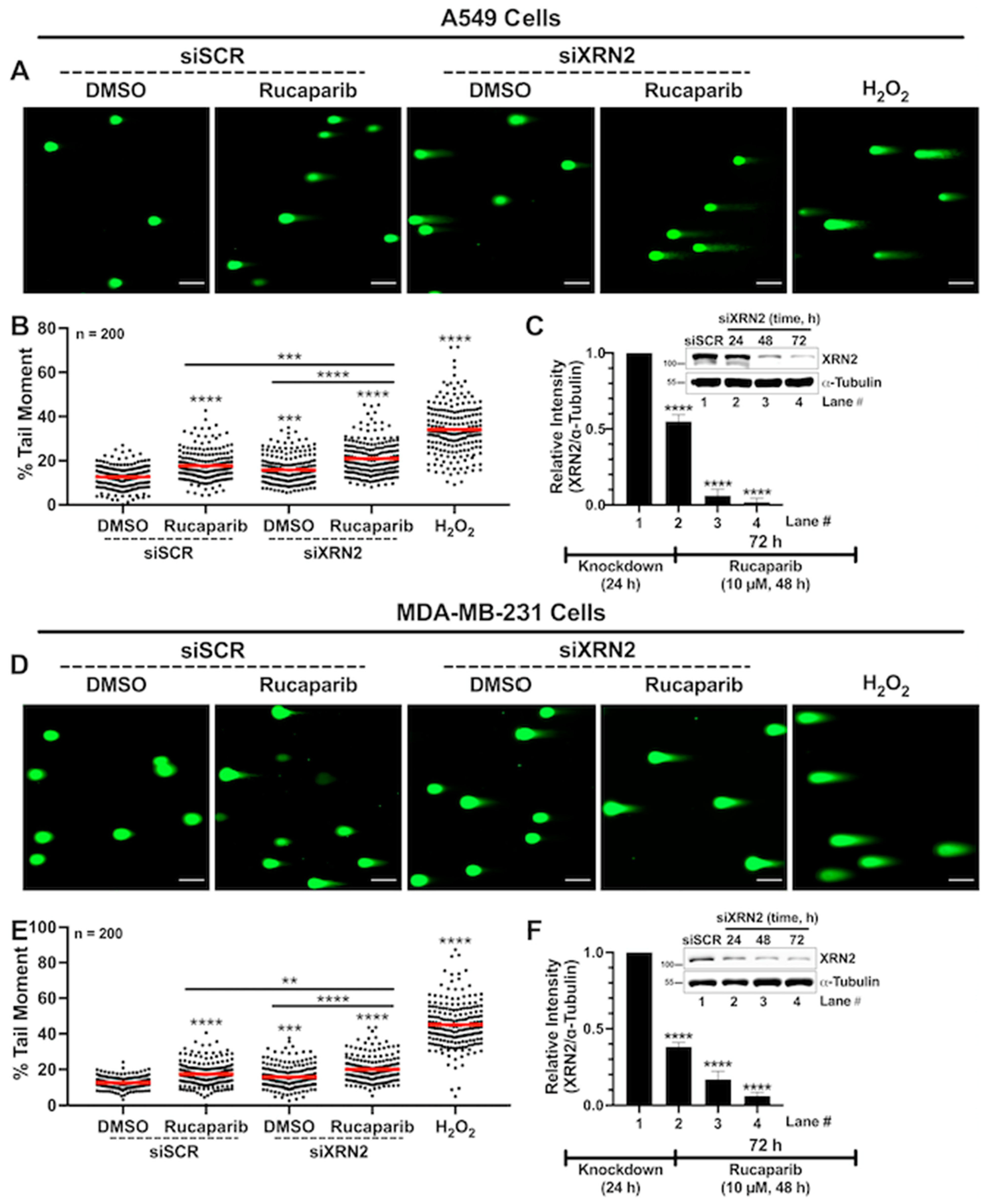 Cancers 16 00595 g003