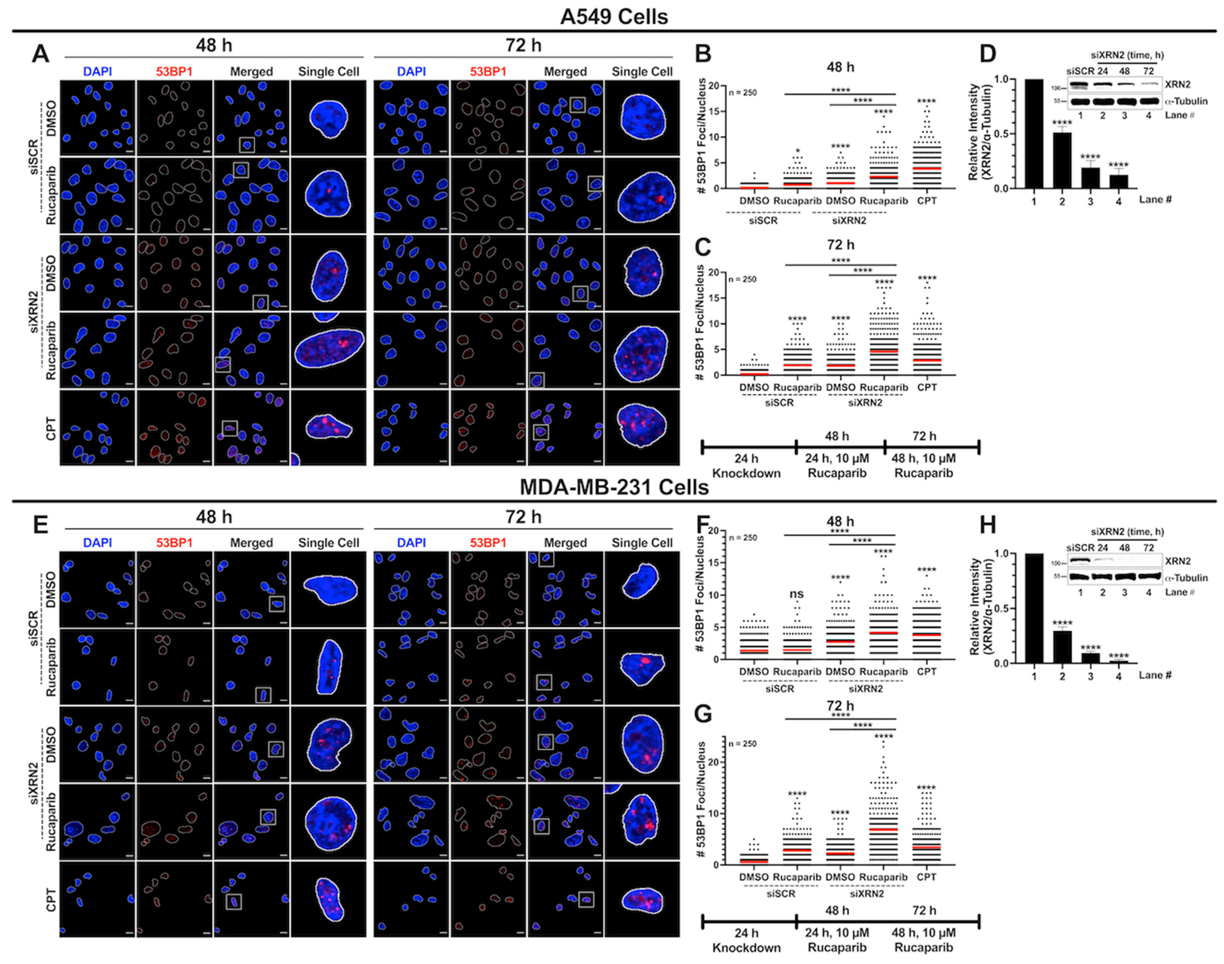 Cancers 16 00595 g004