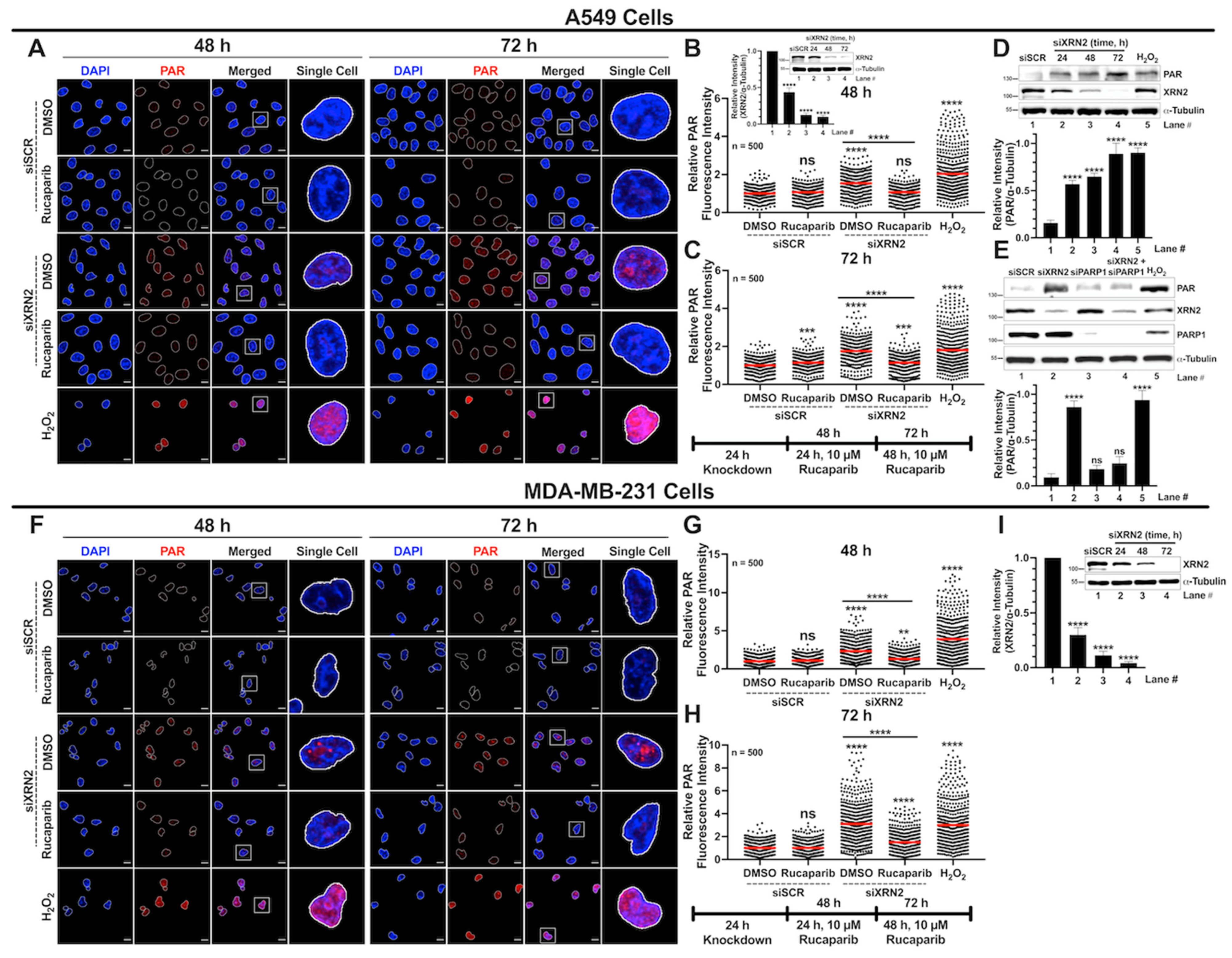 Cancers 16 00595 g005