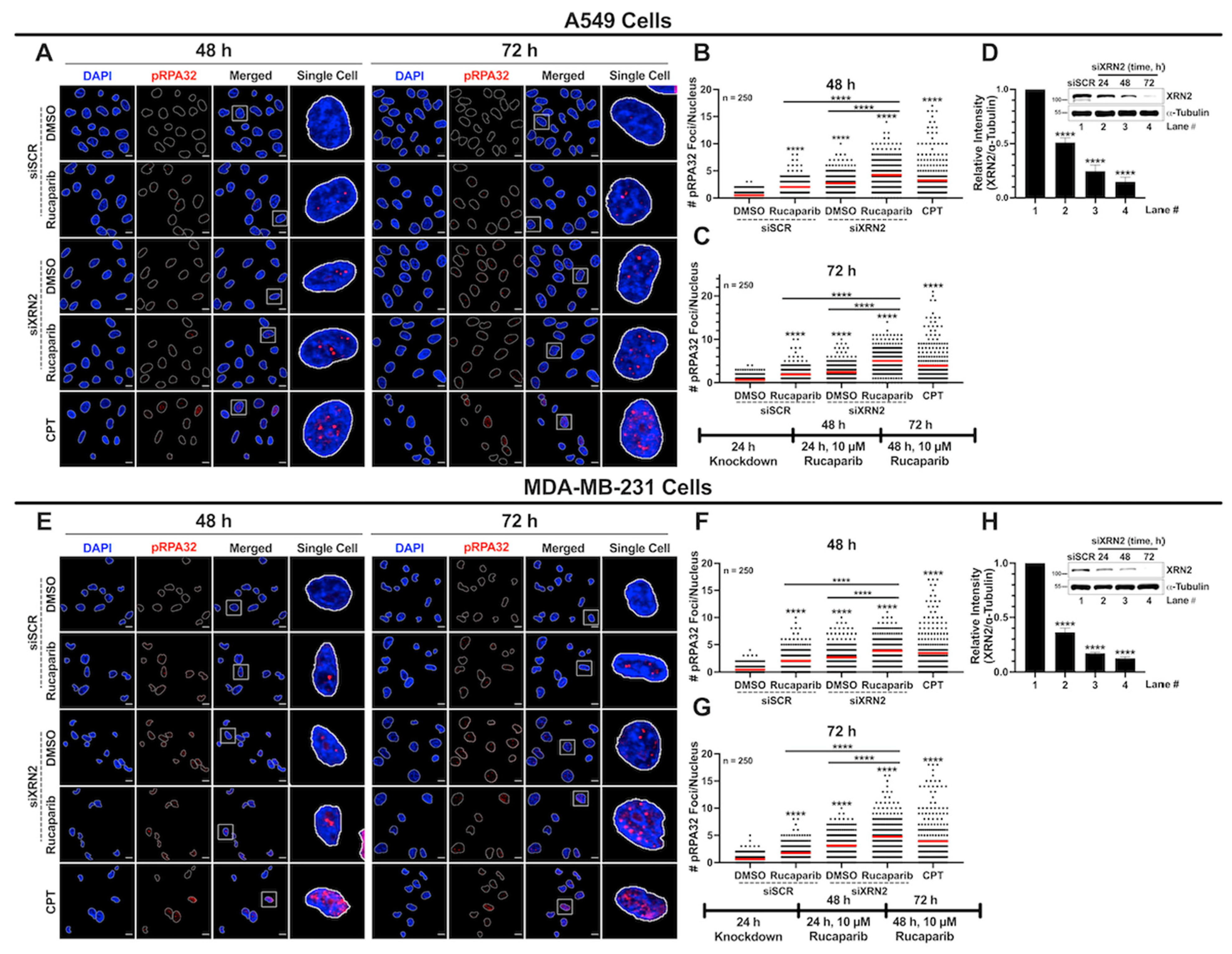 Cancers 16 00595 g006