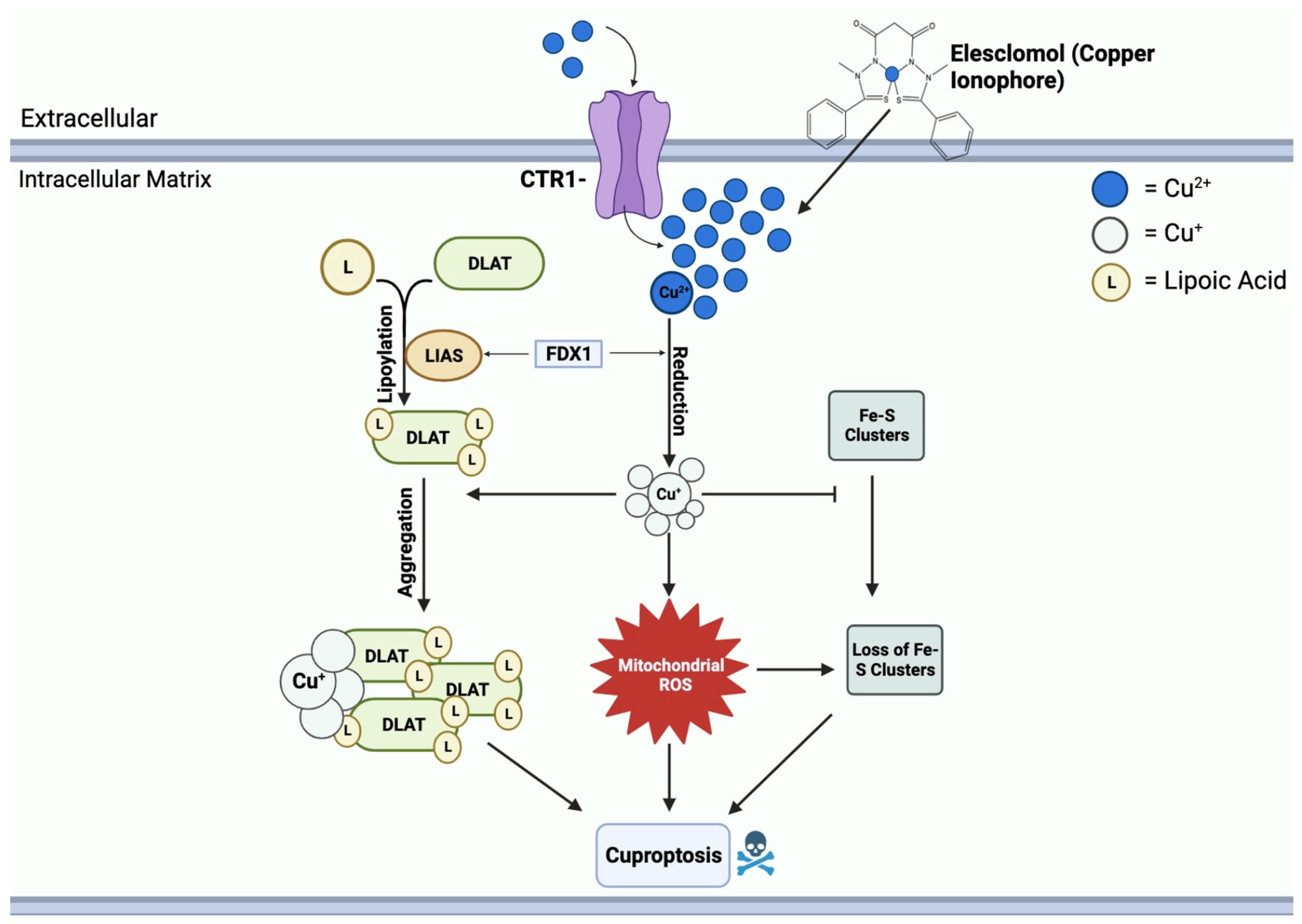 Cancers 16 00647 g004