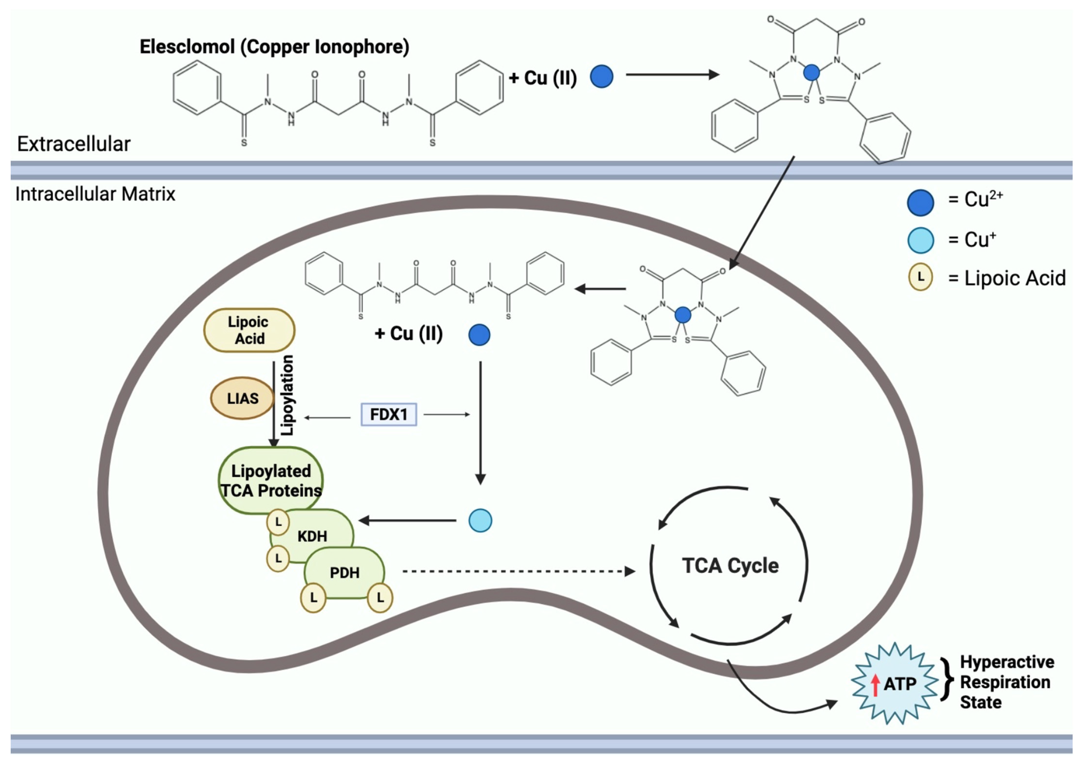 Cancers 16 00647 g007