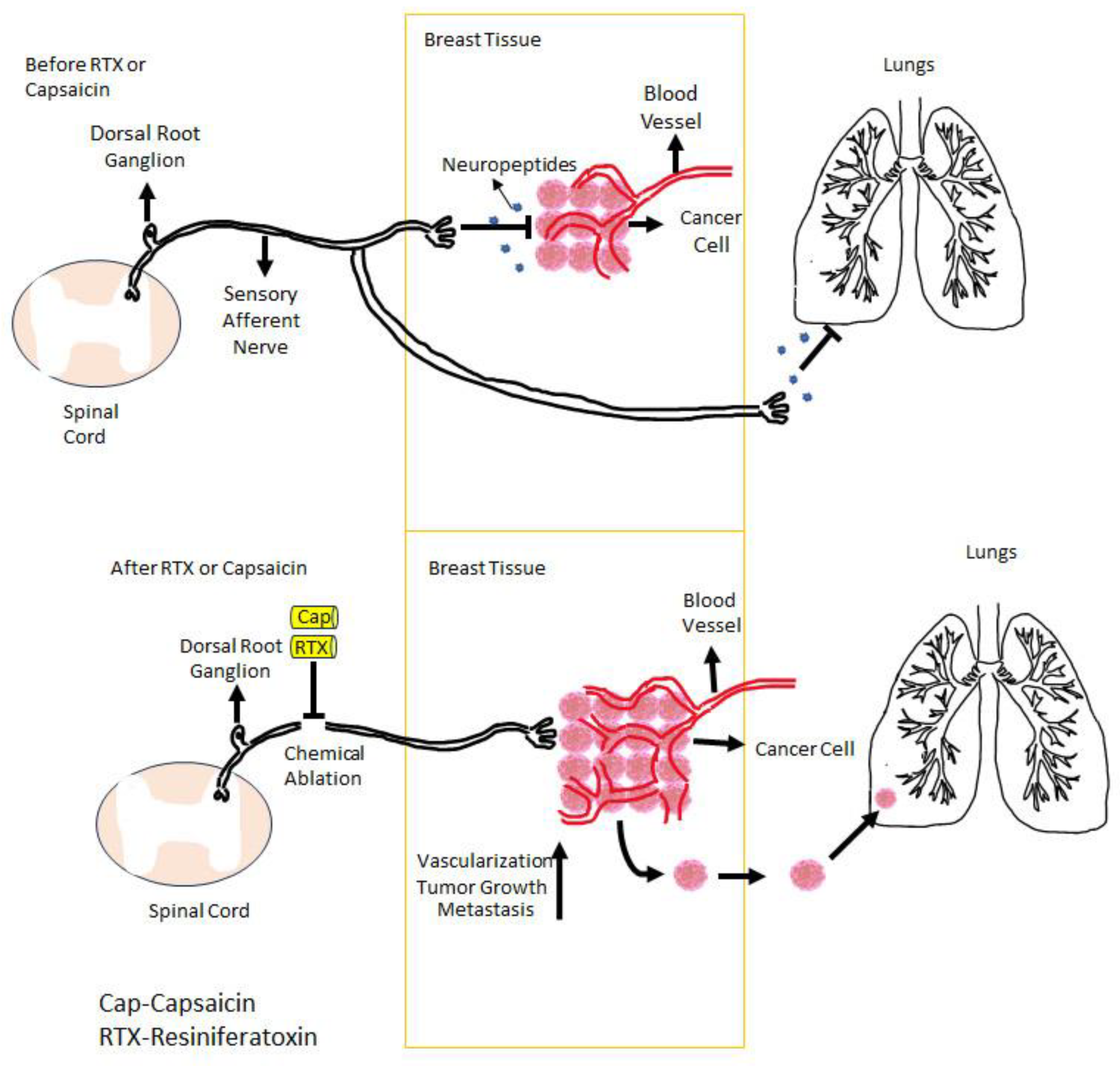 Cancers 16 00648 g003