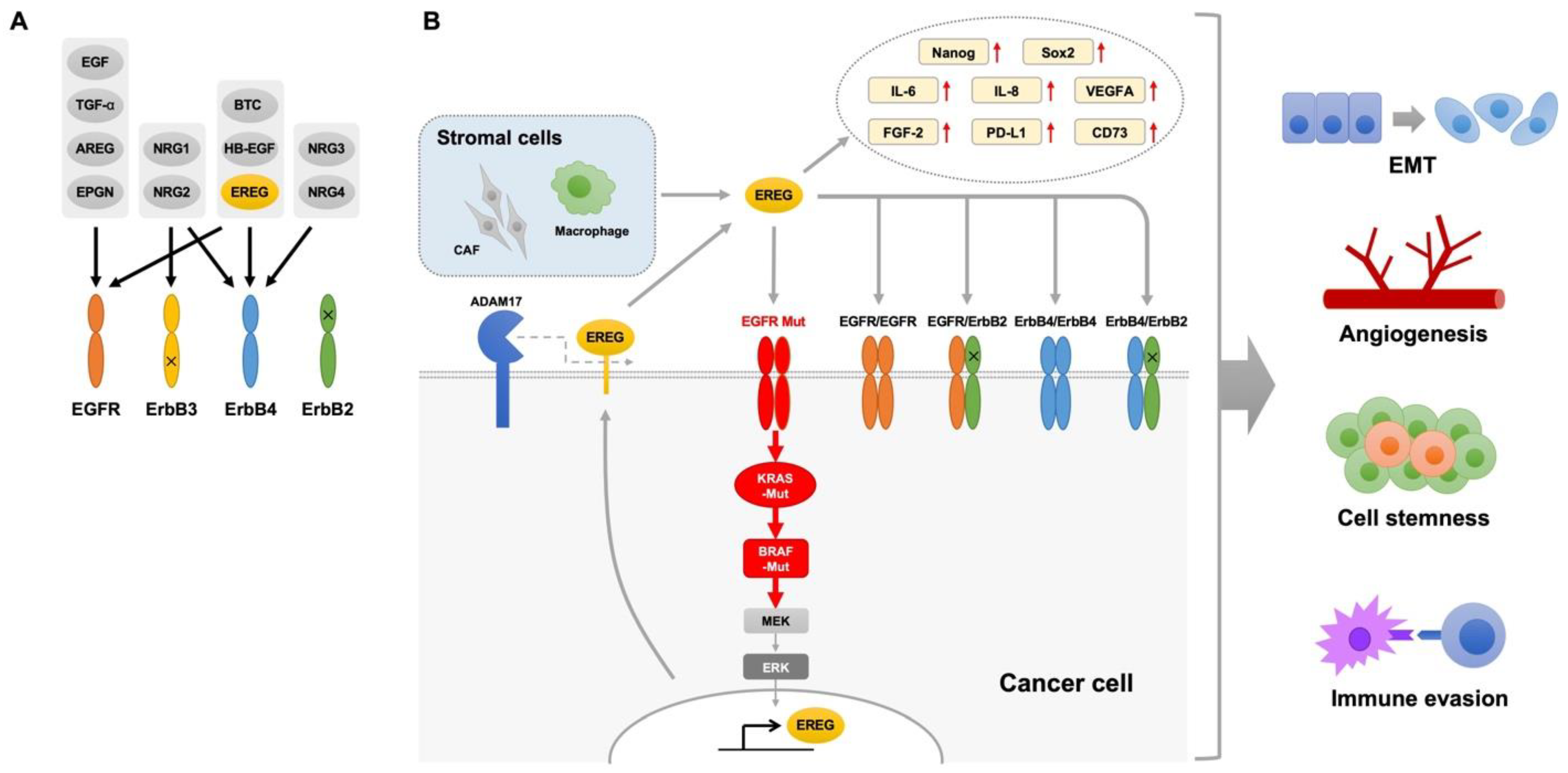 Cancers 16 00710 g002