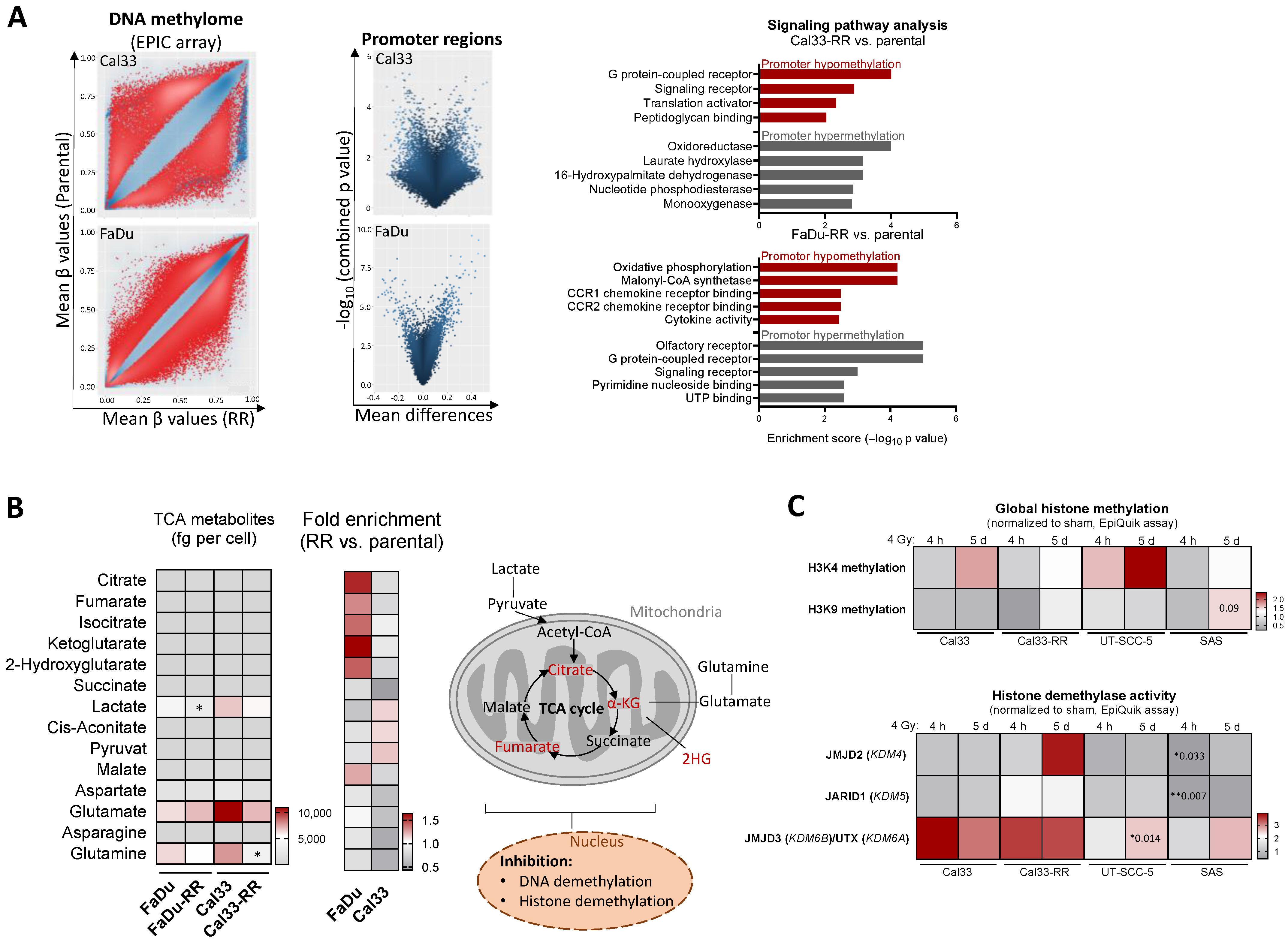 Cancers 16 00730 g001
