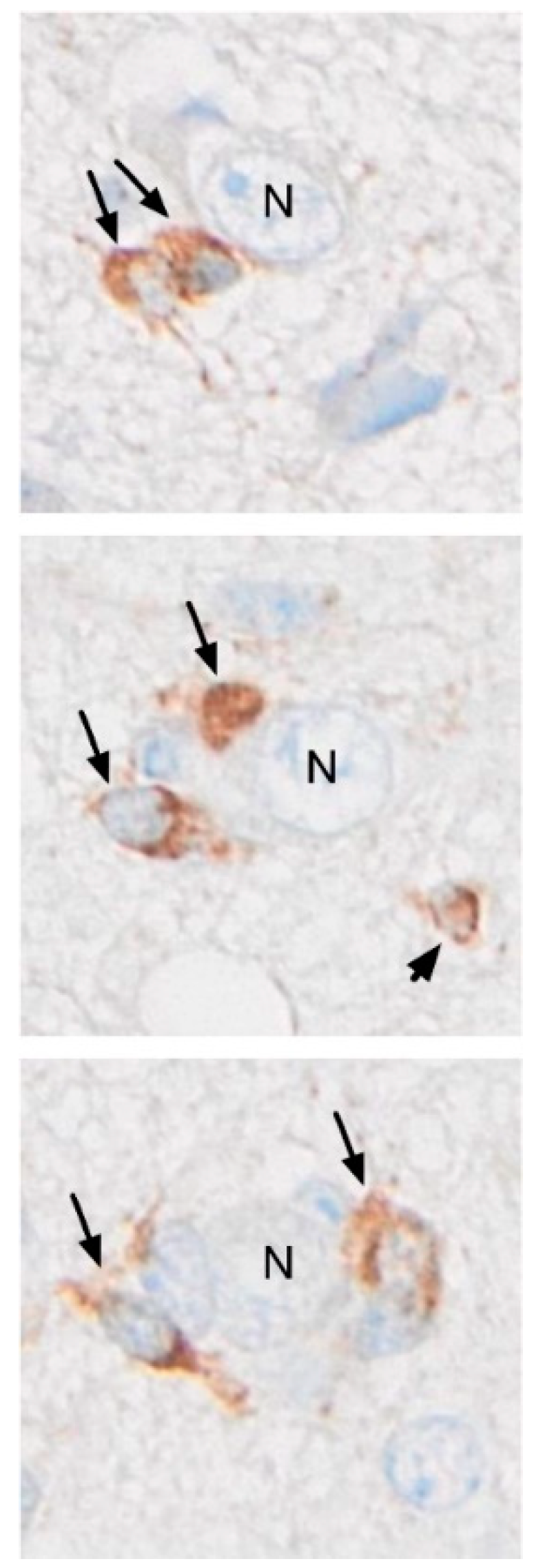 Cancers 16 00750 g002