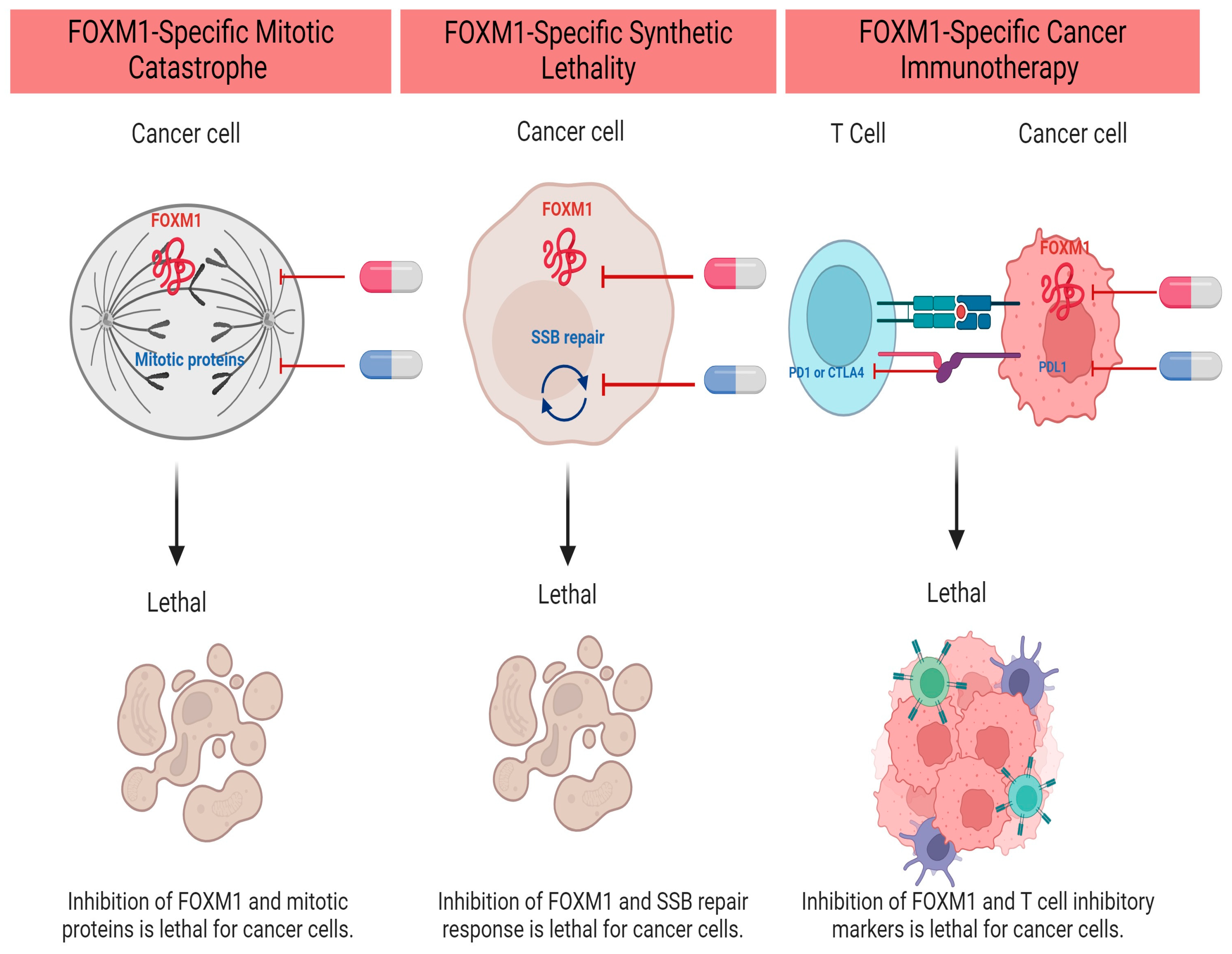 Cancers 16 00756 g001 Cancers 16 00756 g001