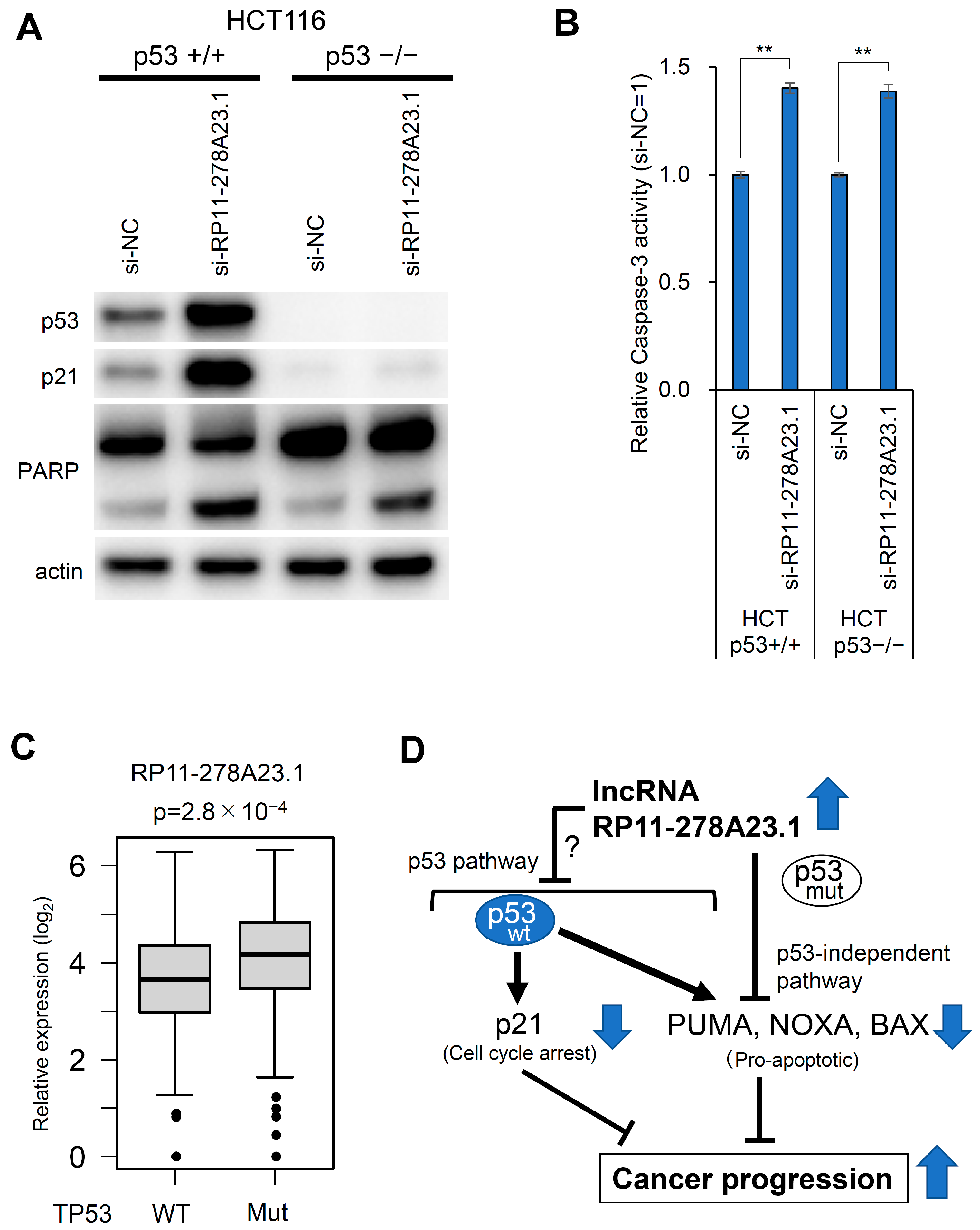 Cancers 16 00882 g005