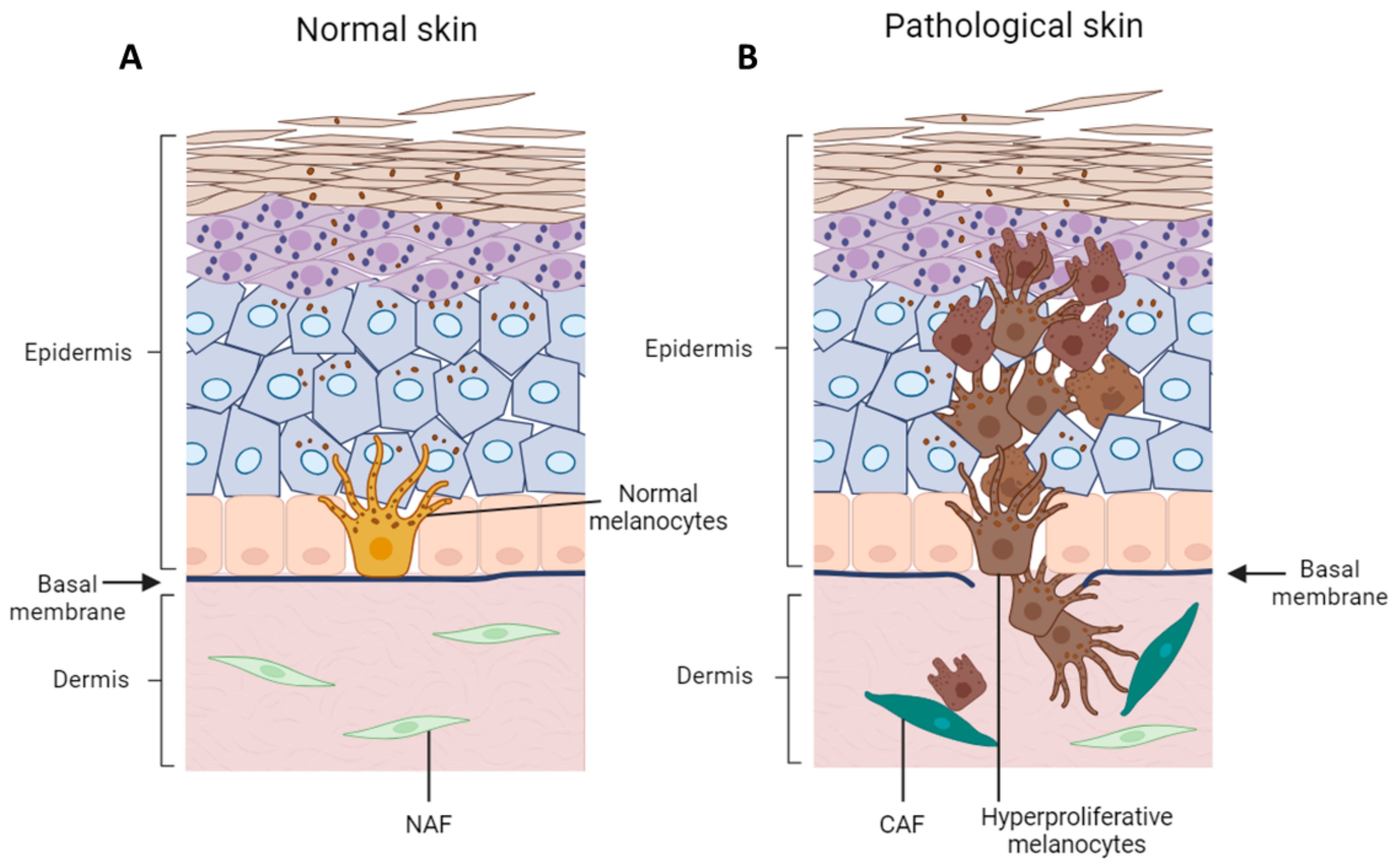 Cancers 16 00913 g002