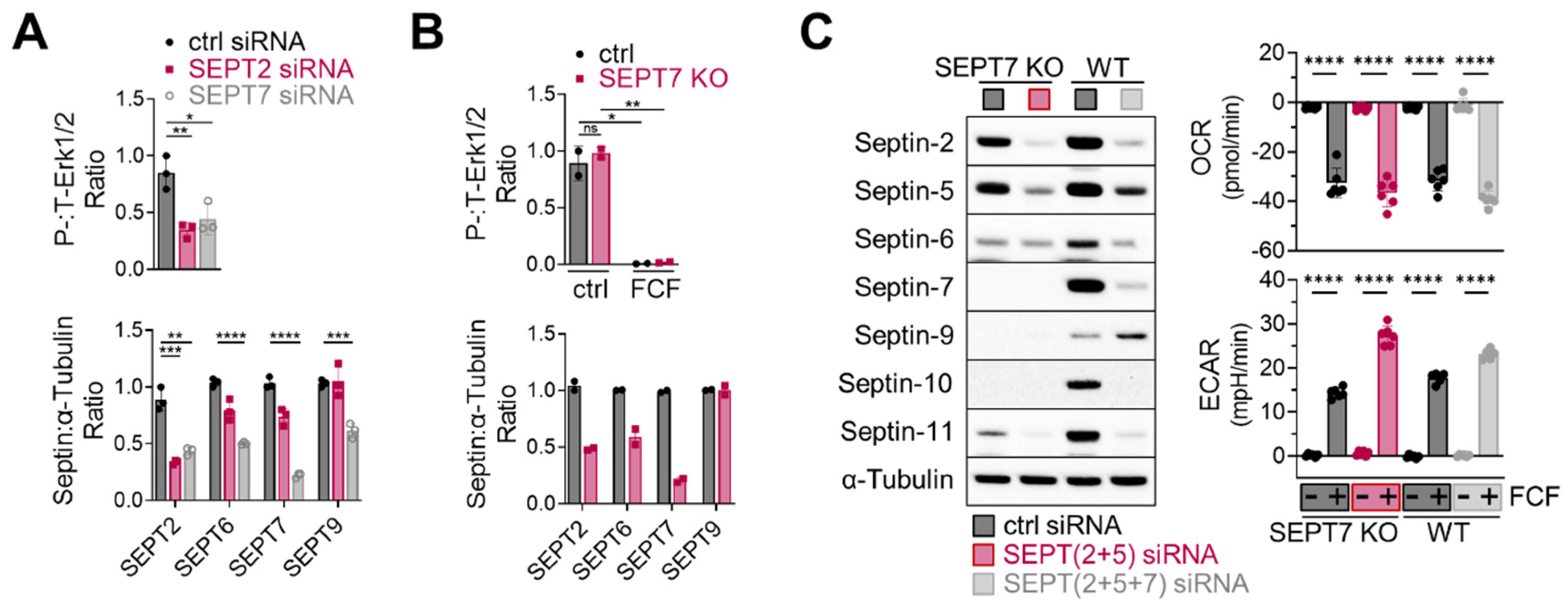 Cancers 16 00976 g007 Cancers 16 00976 g007