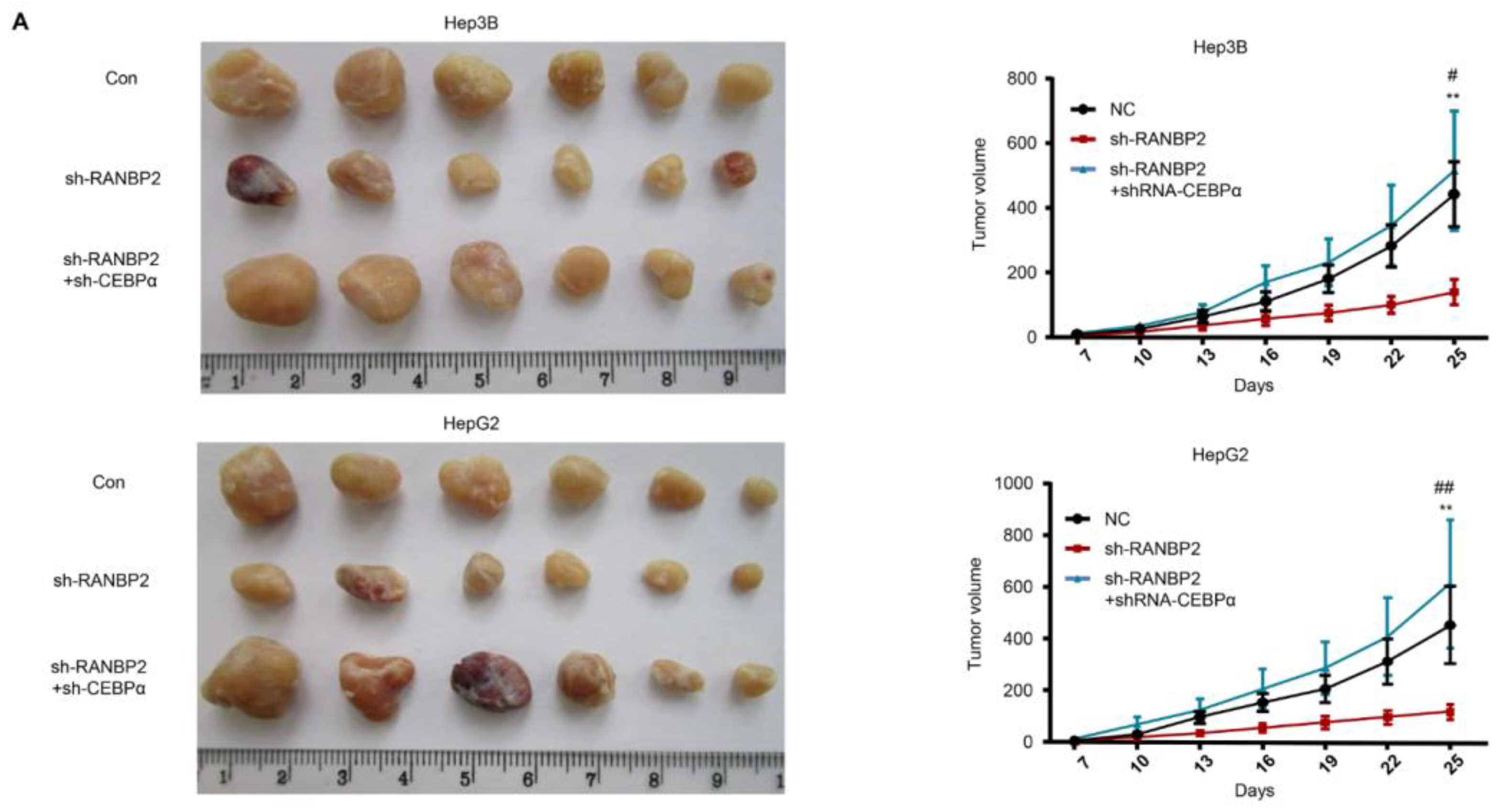 Cancers 16 01018 g006a