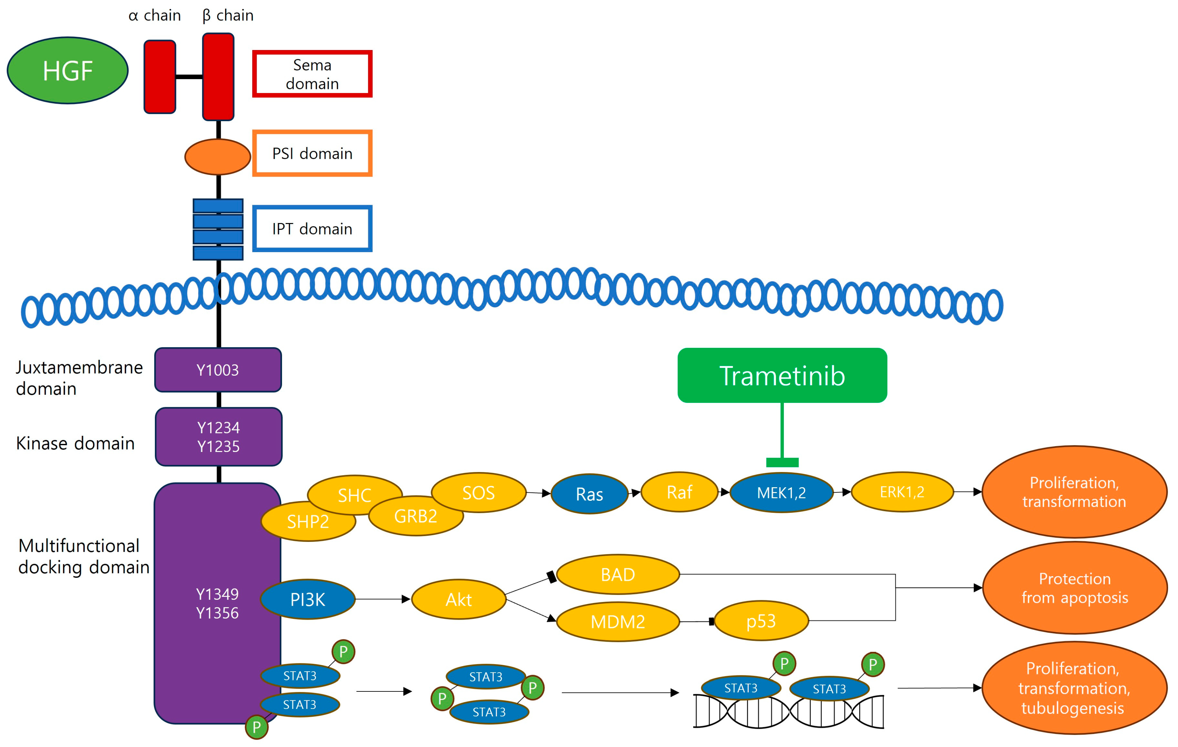 Cancers 16 01056 g001