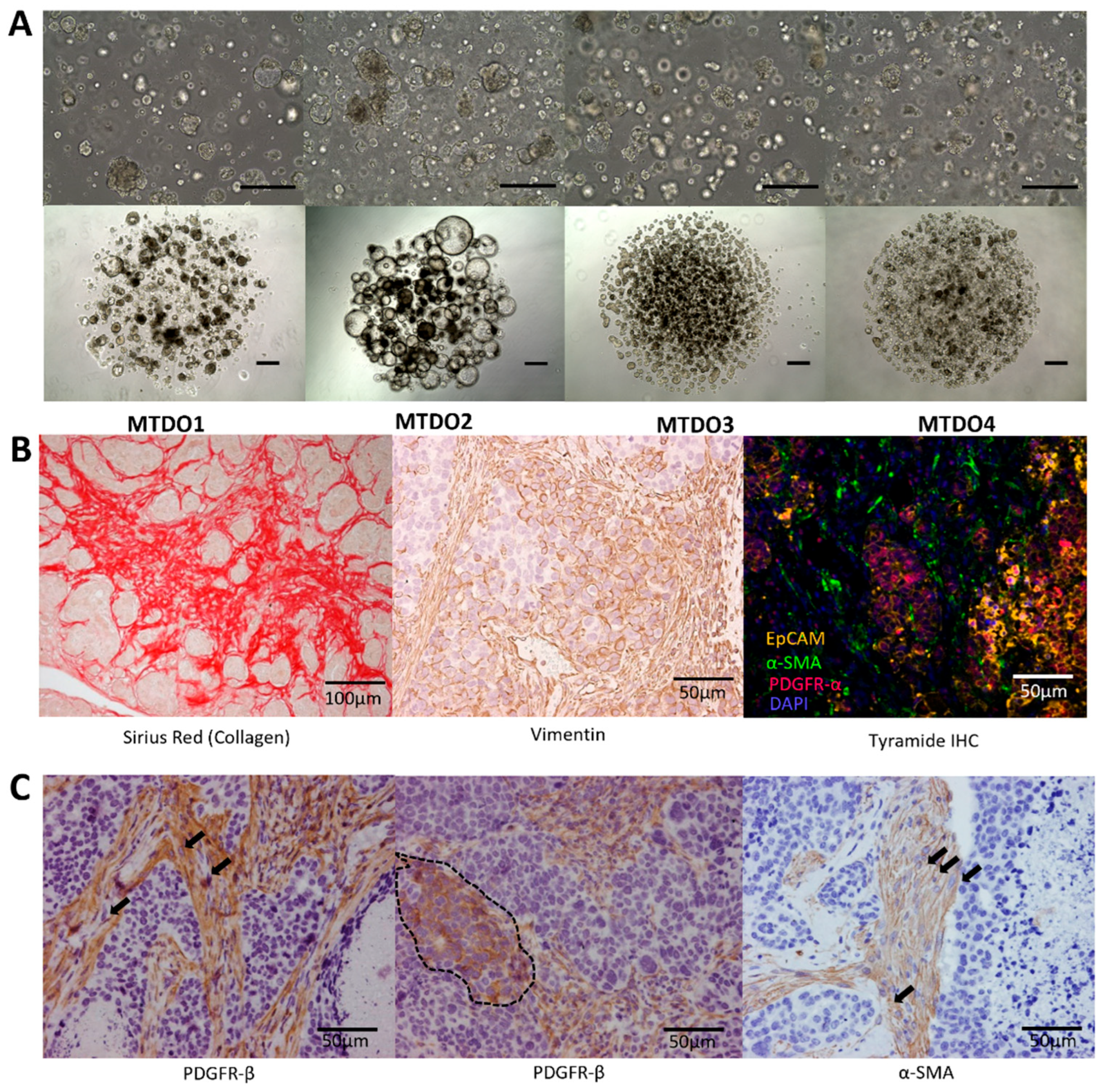 Cancers 16 01073 g001 Cancers 16 01073 g001