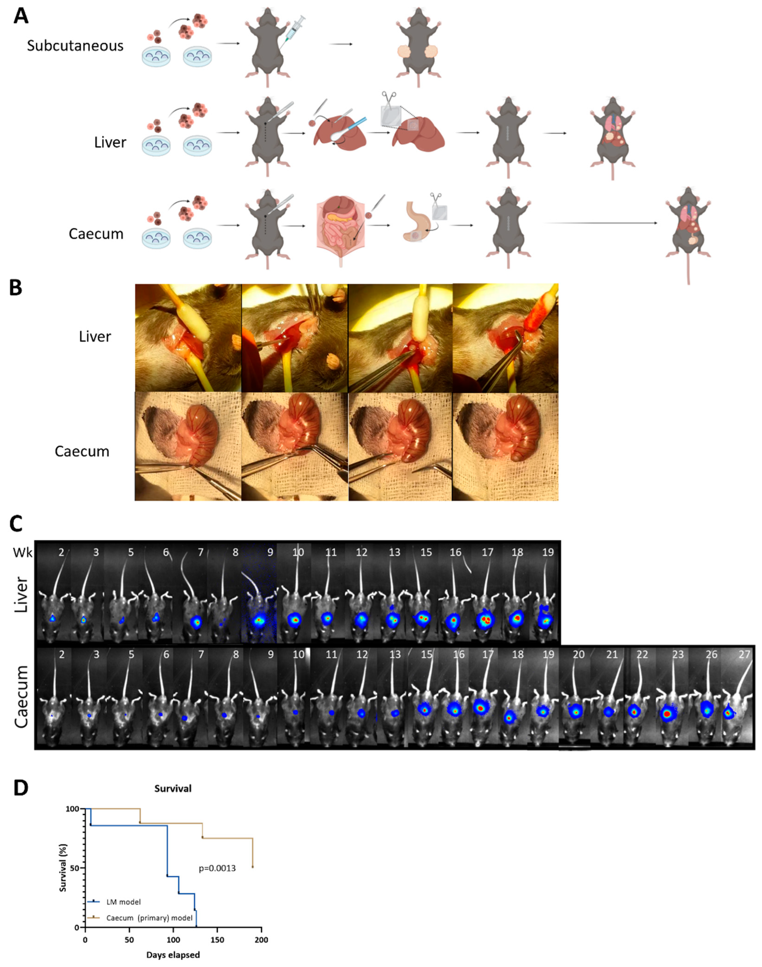 Cancers 16 01073 g002 Cancers 16 01073 g002