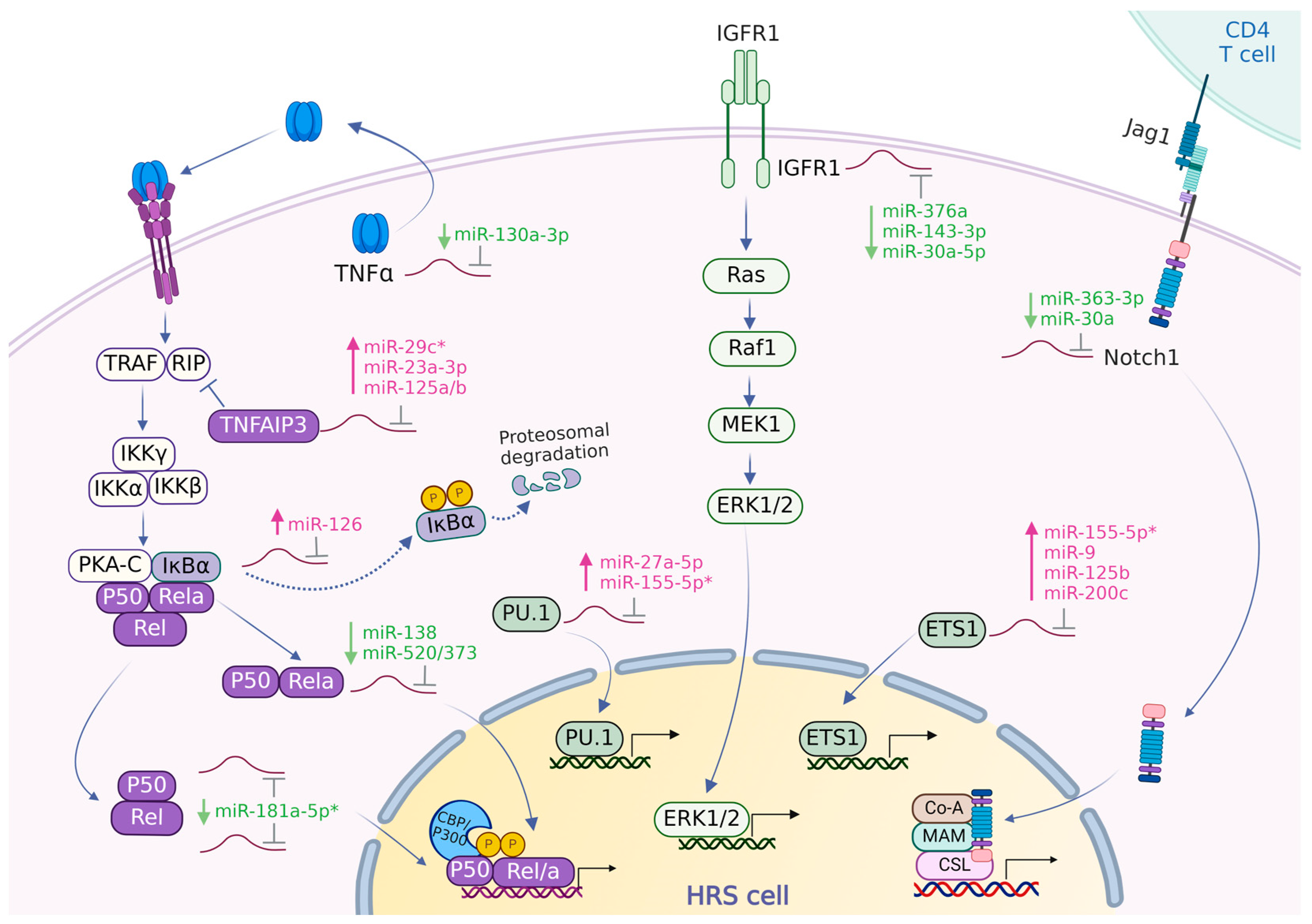 Cancers 16 01126 g002