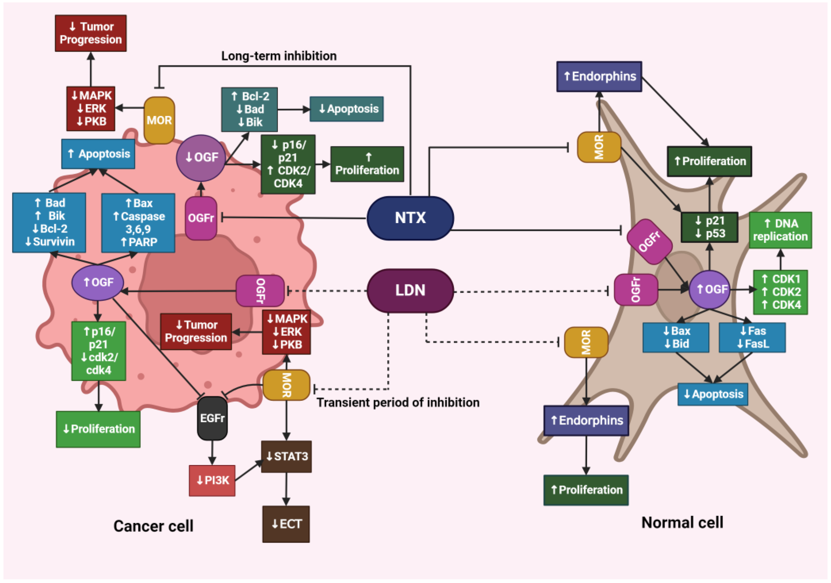 Cancers 16 01240 g004