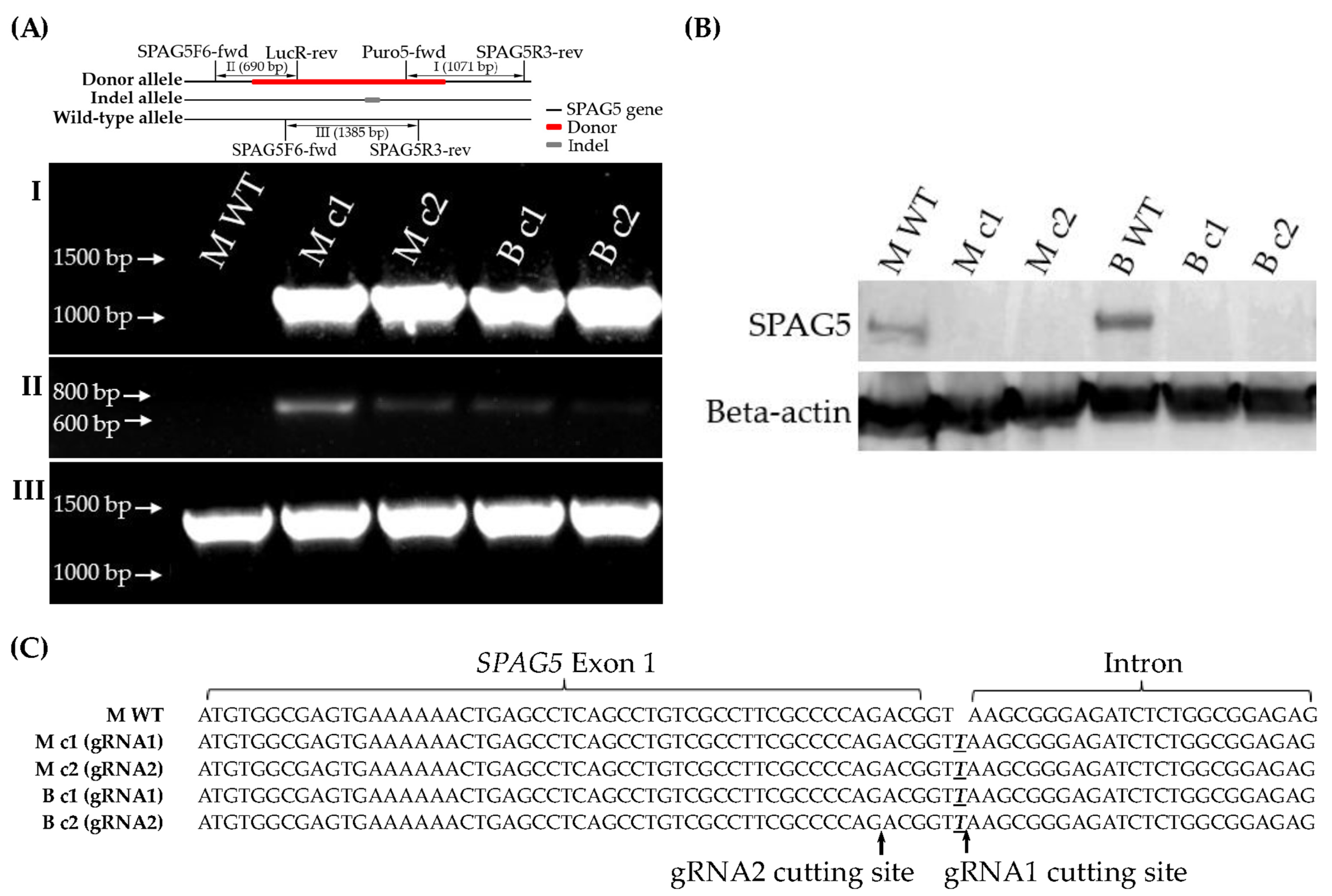 Cancers 16 01269 g001