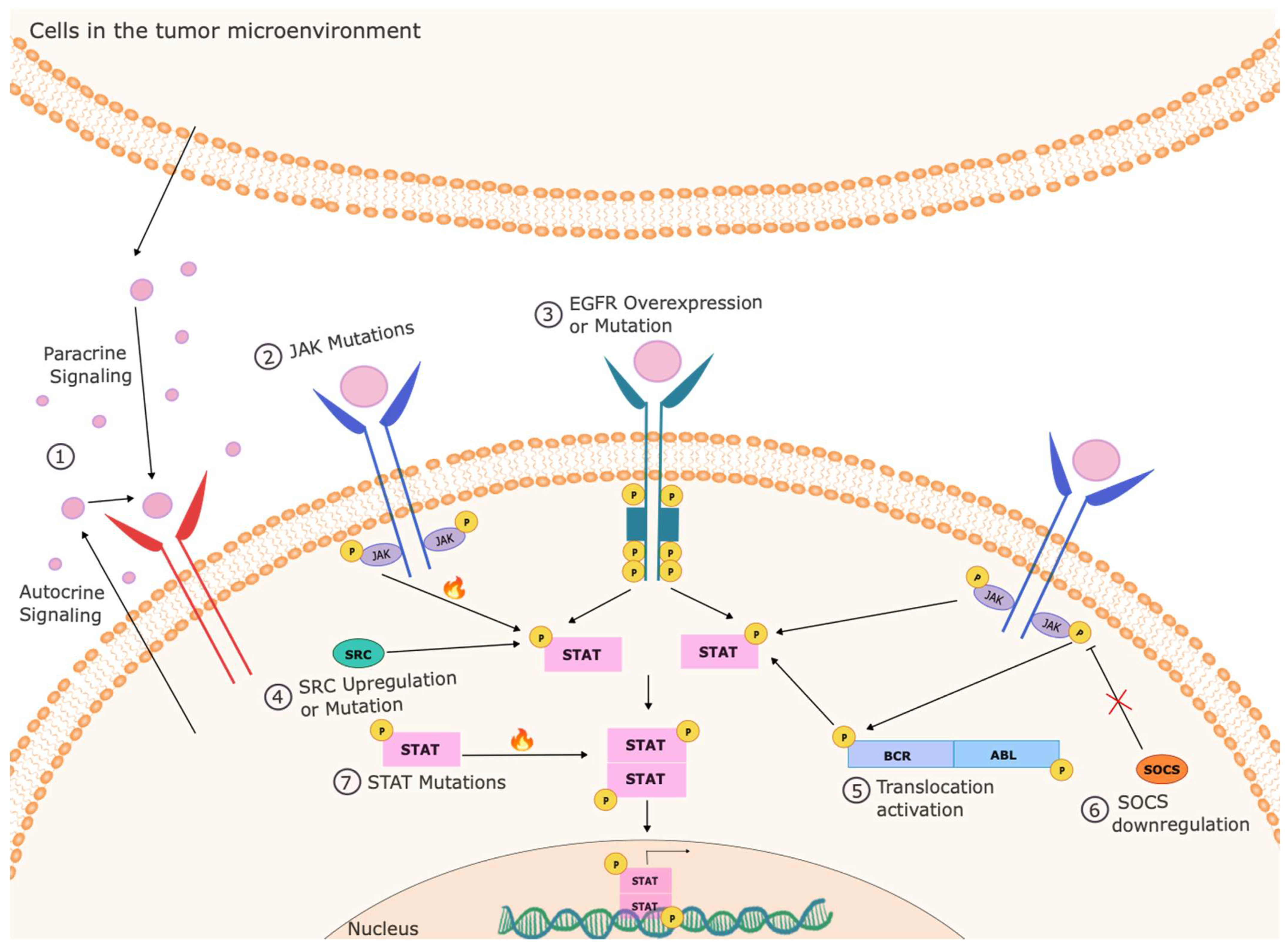 Cancers 16 01387 g001