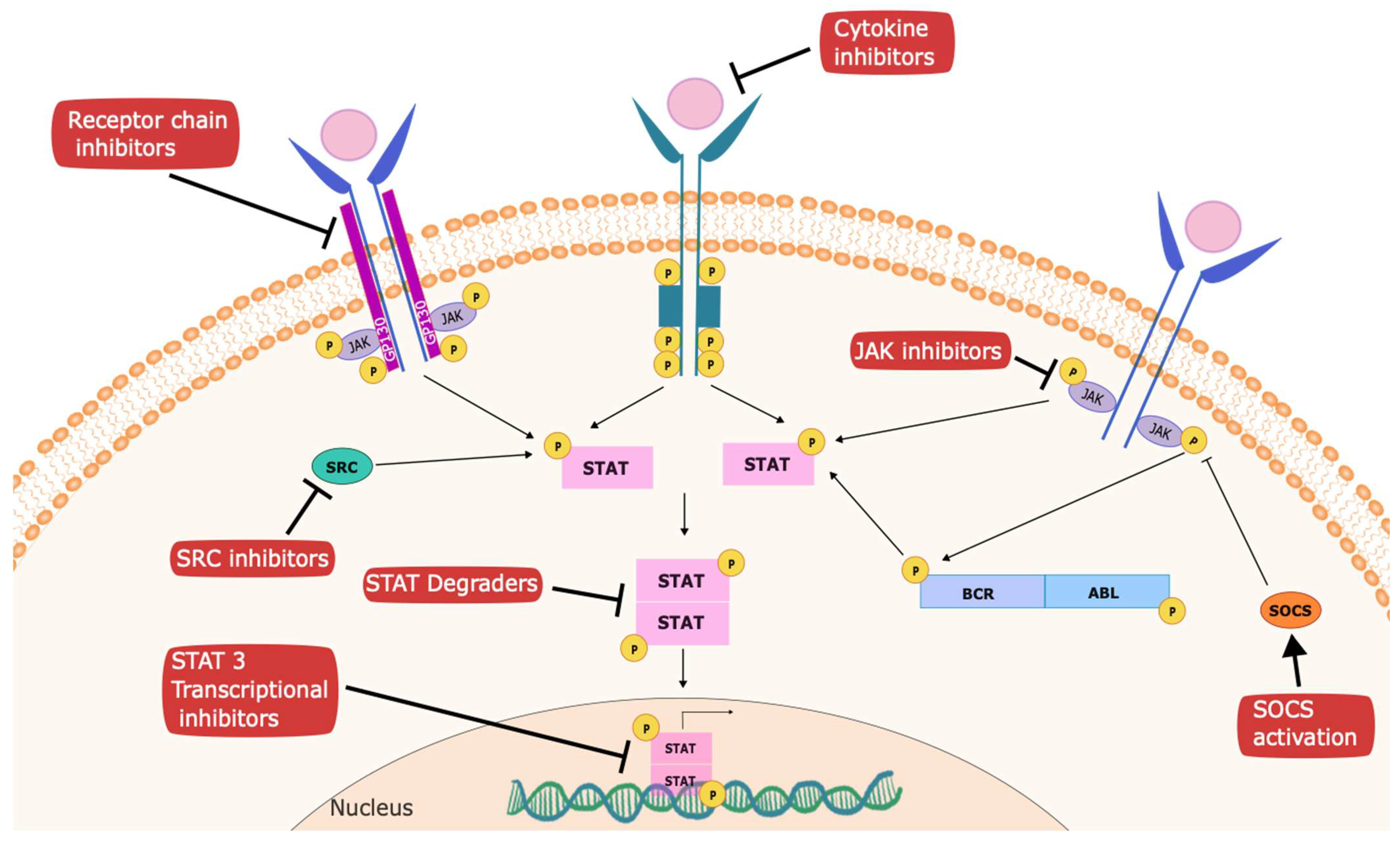 Cancers 16 01387 g002