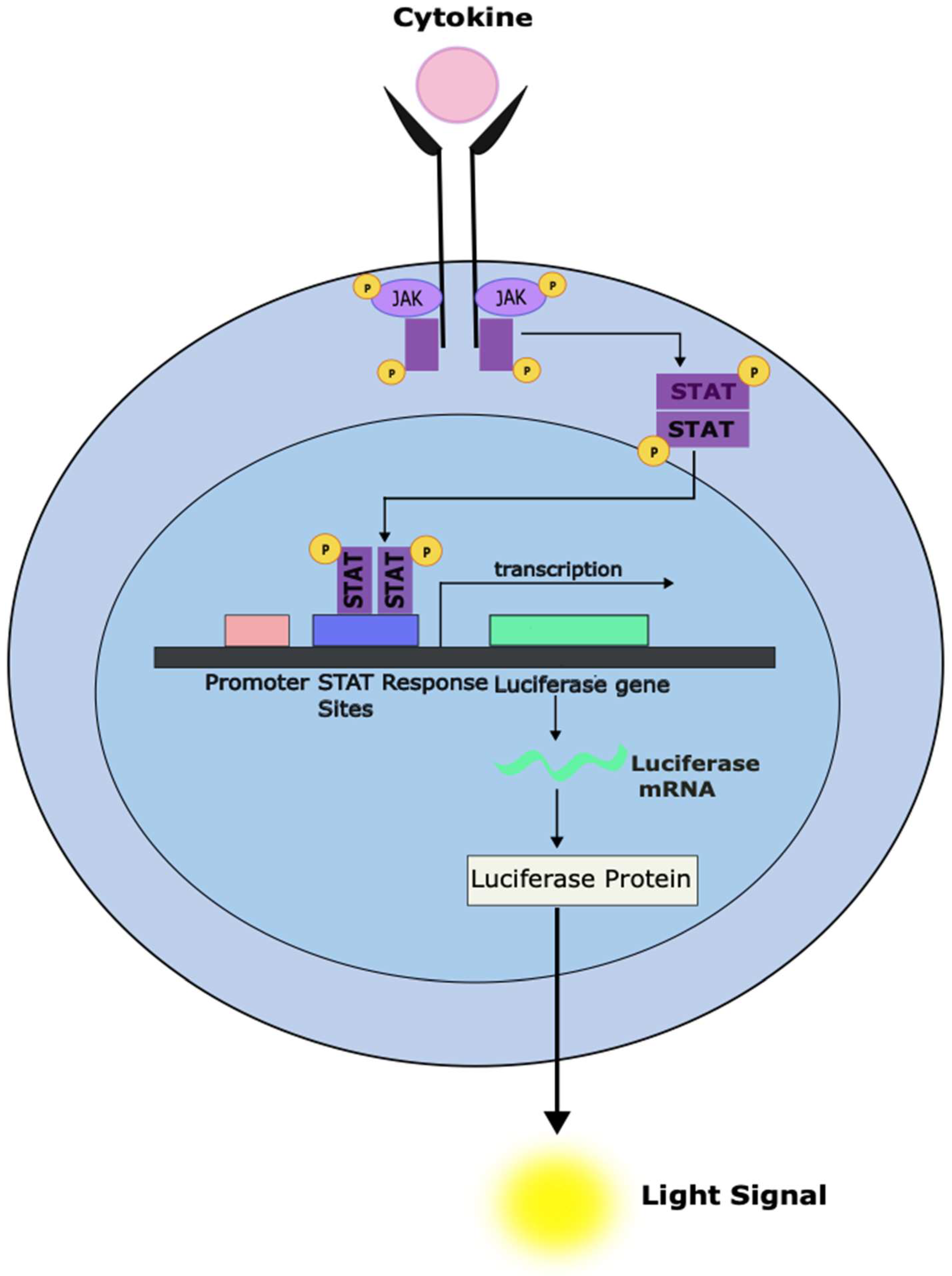 Cancers 16 01387 g003