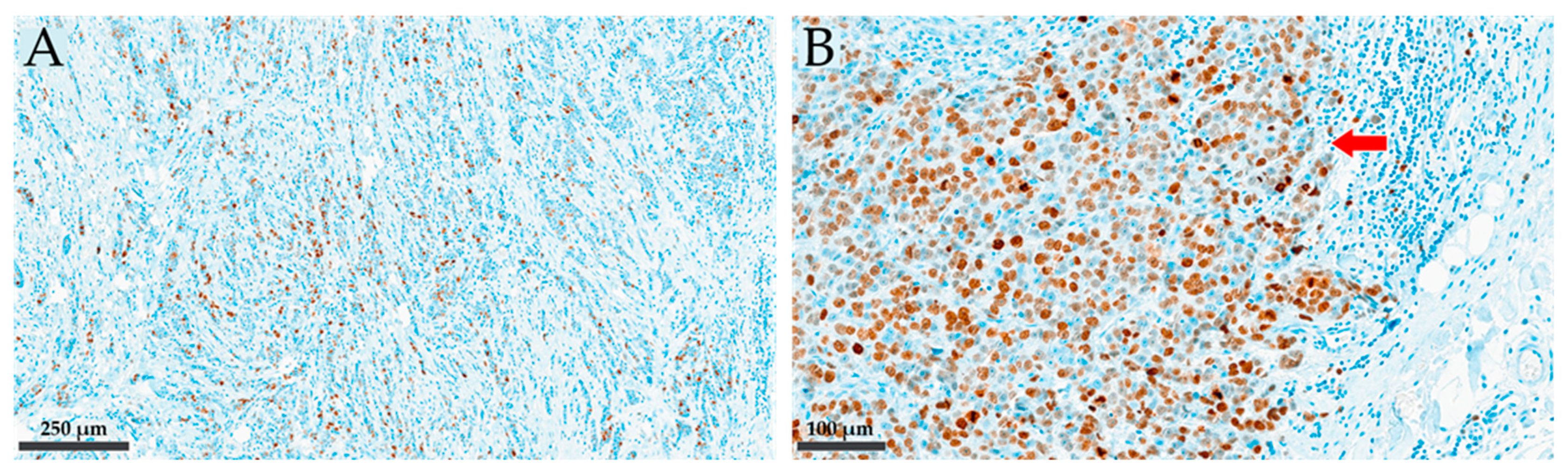 Cancers 16 01405 g001