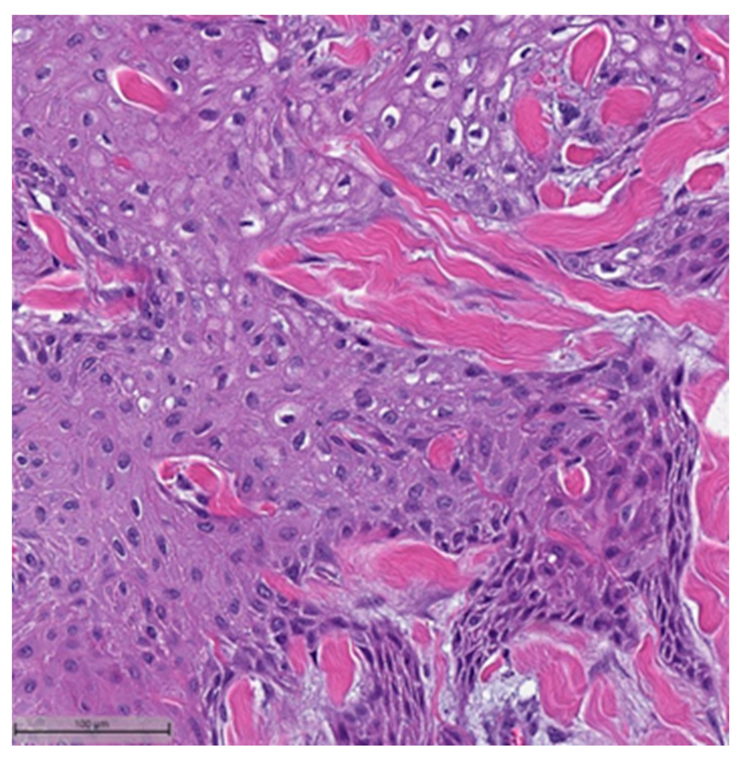 Cancers 16 01433 g002